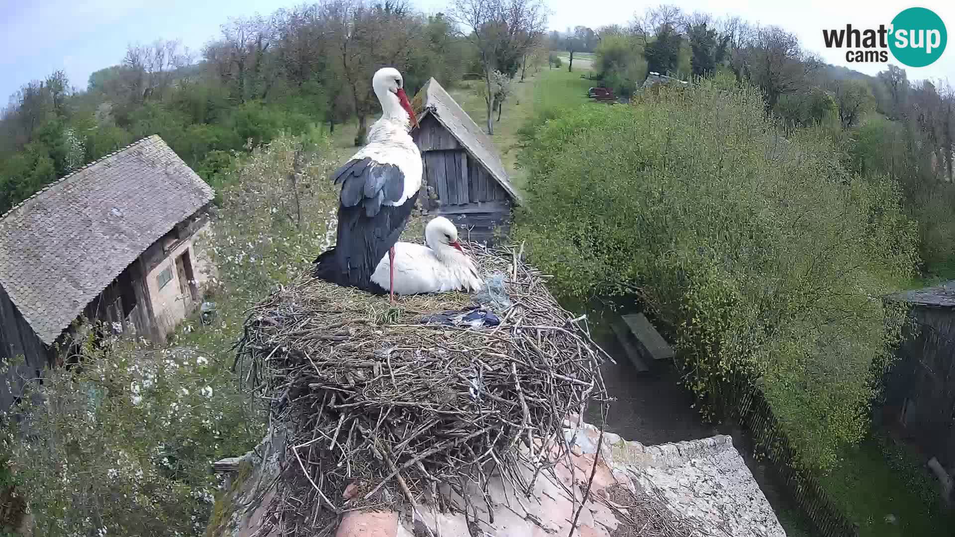 Villaggio delle cicogne europee webcam Parco naturale di Lonjsko polje