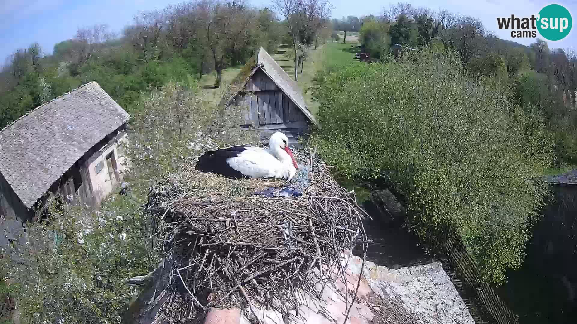 Webcam Europäisches Storchendorf – Naturpark Lonjsko polje