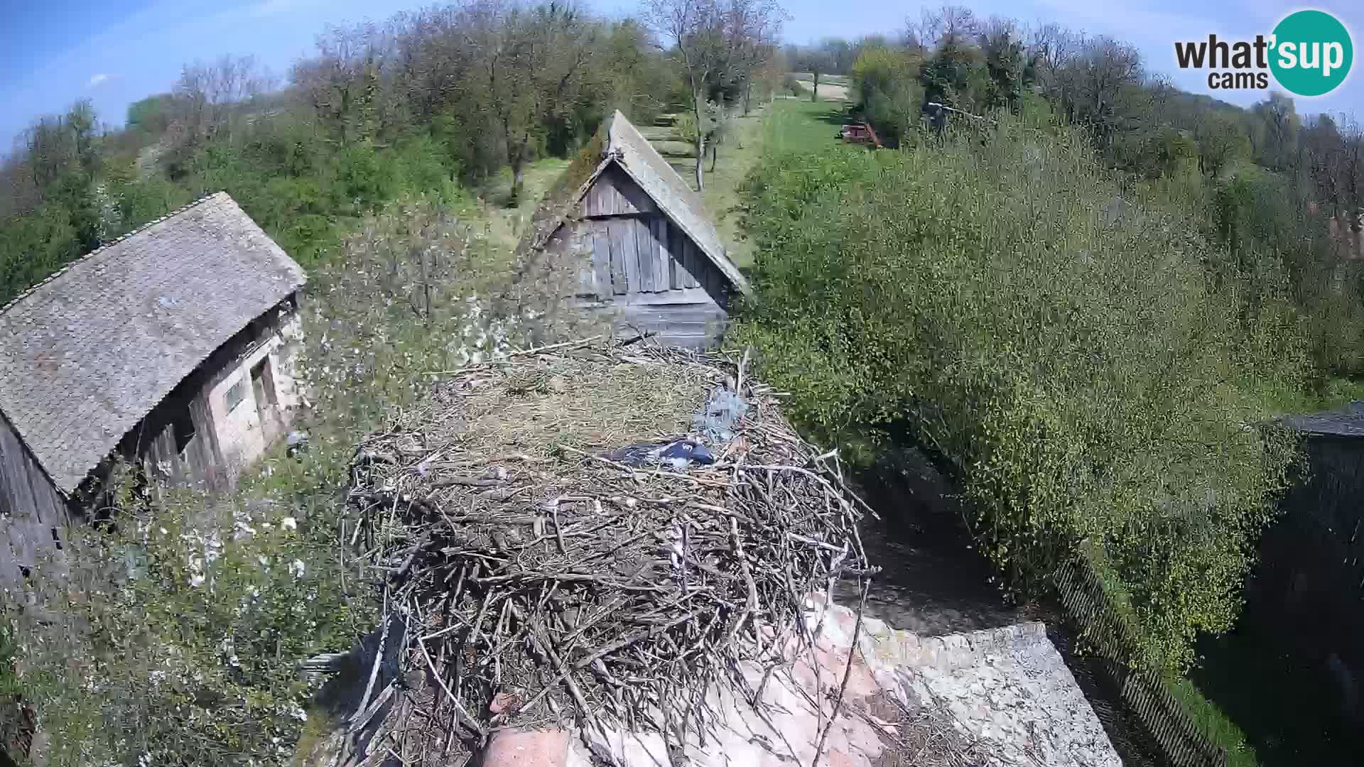 Pueblo europeo de cigüeñas camera en vivo Parque Natural Lonjsko polje