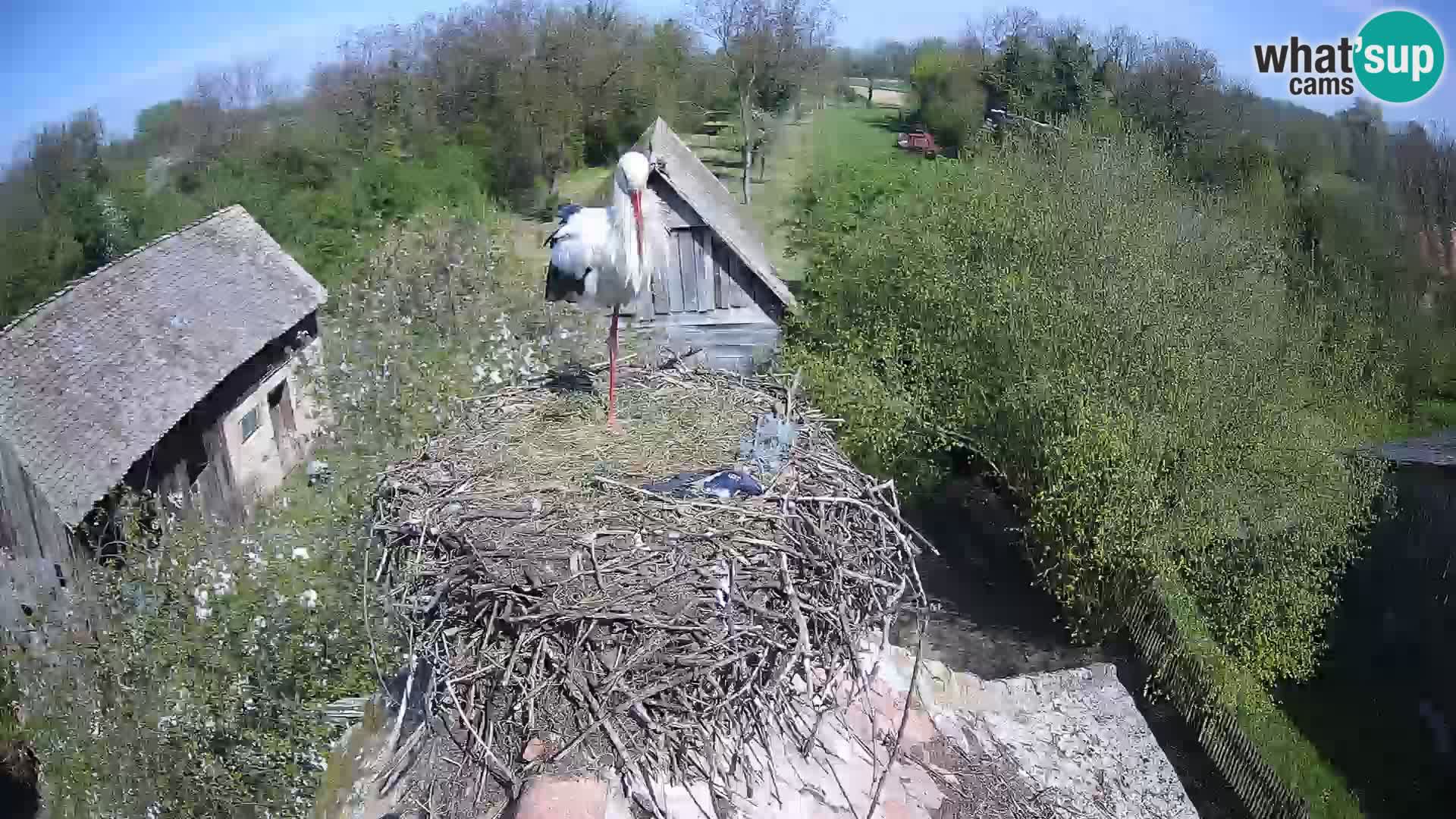 Villaggio delle cicogne europee webcam Parco naturale di Lonjsko polje