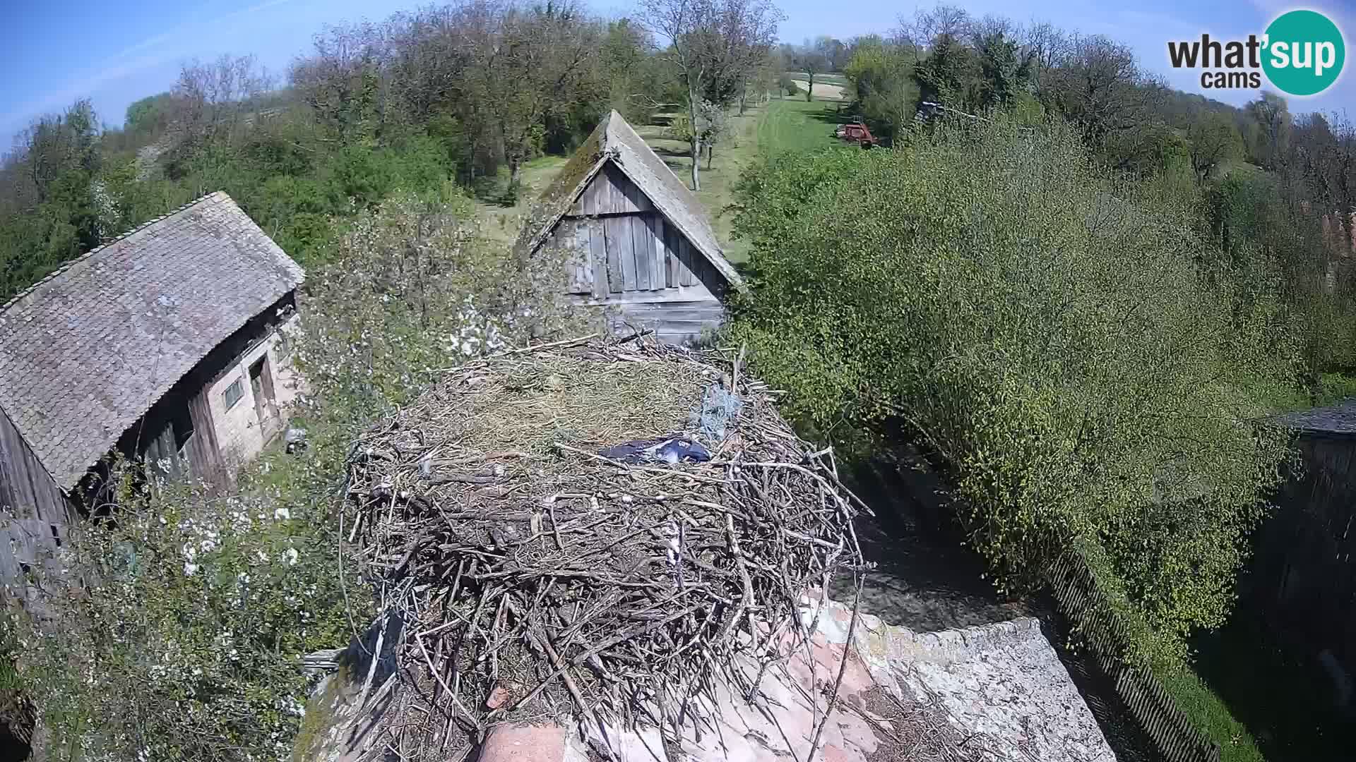 Villaggio delle cicogne europee webcam Parco naturale di Lonjsko polje