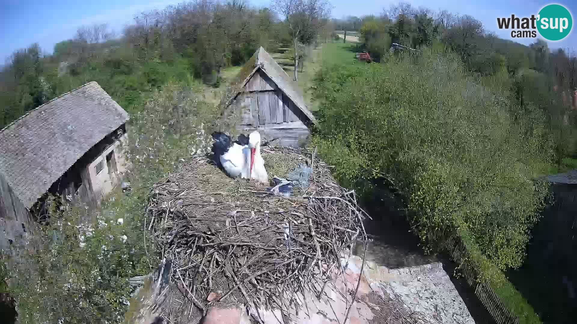 Webcam Europäisches Storchendorf – Naturpark Lonjsko polje