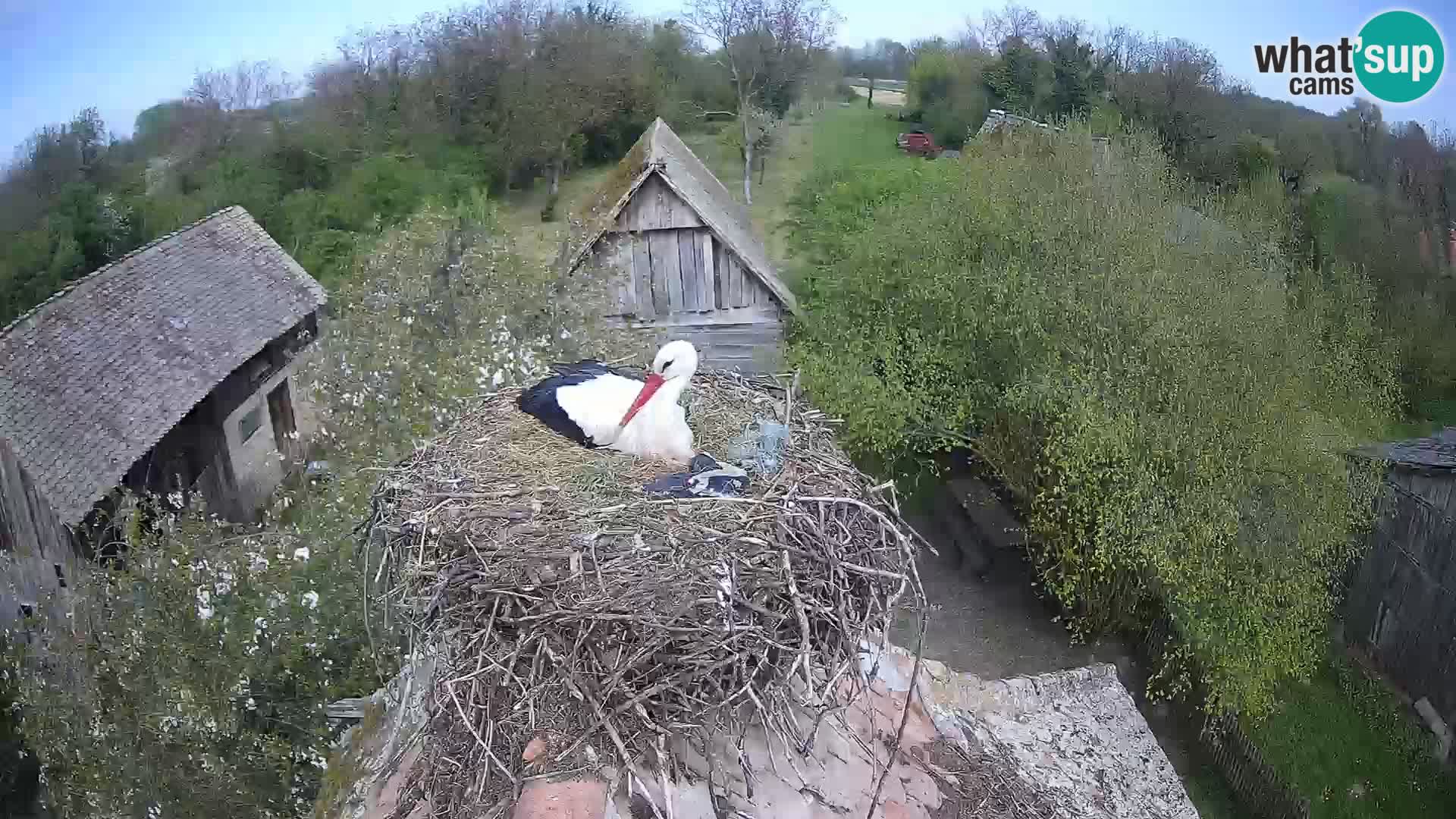 Evropska vas štorklje – Krajinski park Lonjsko polje spletna kamera