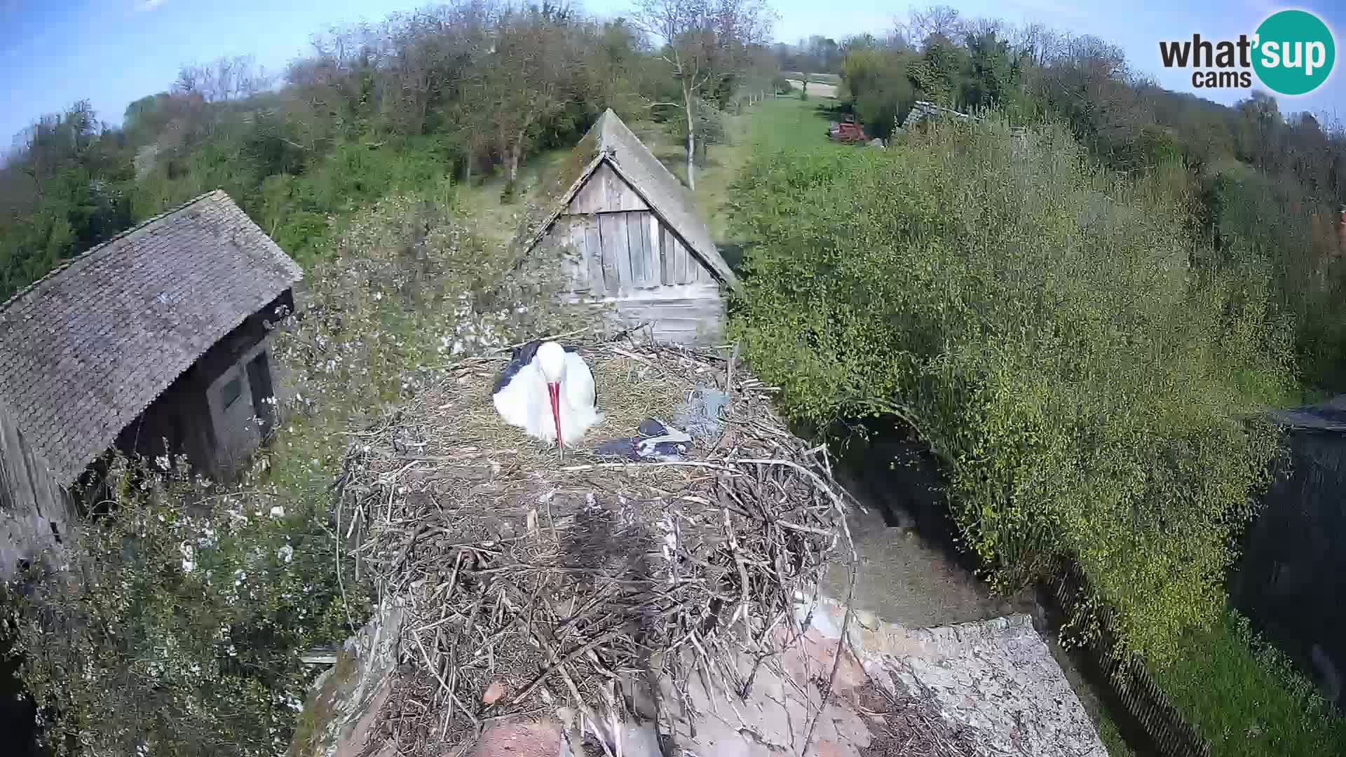 U živo Europsko selo roda – Park prirode Lonjsko polje