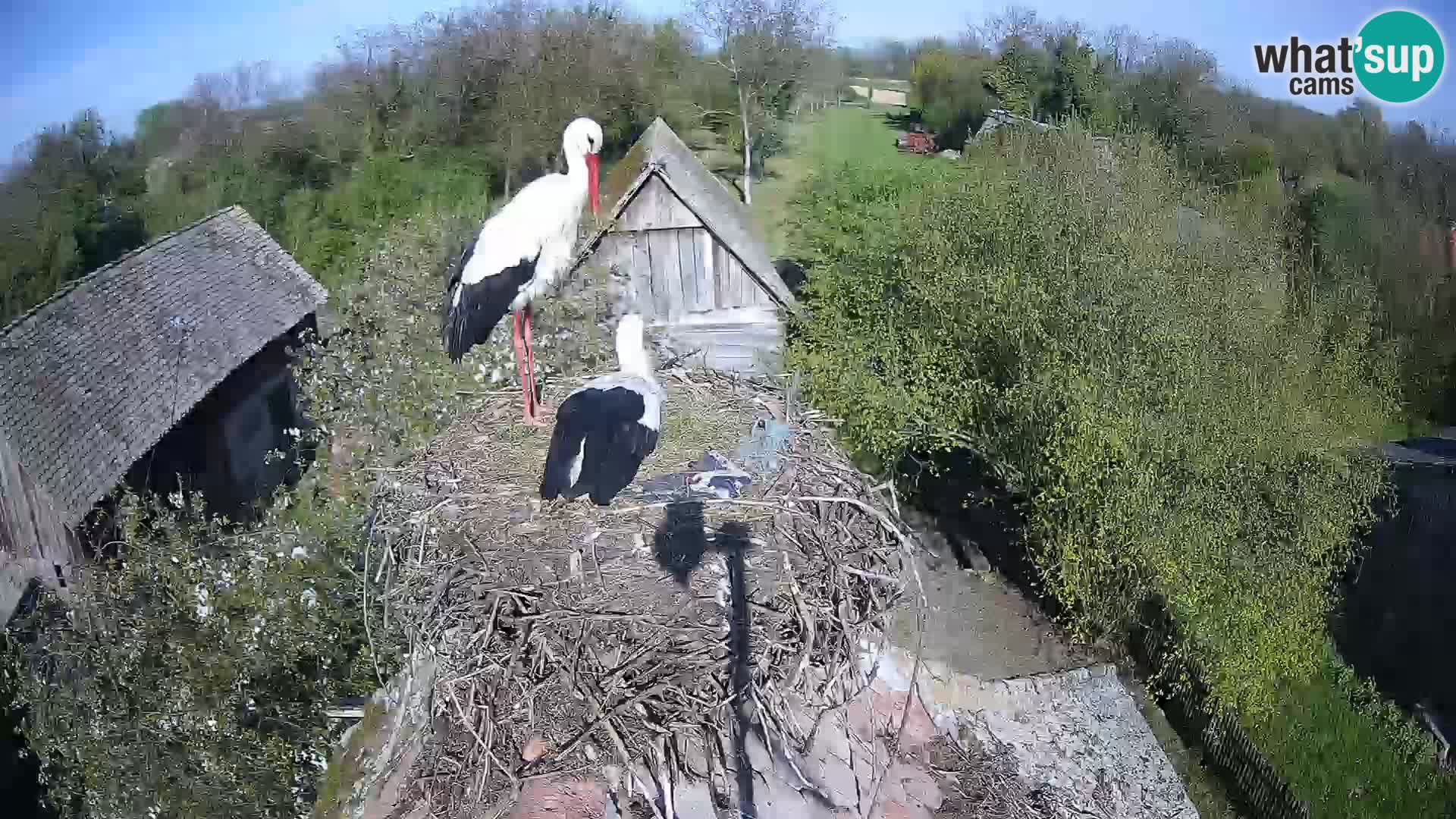 Villaggio delle cicogne europee webcam Parco naturale di Lonjsko polje