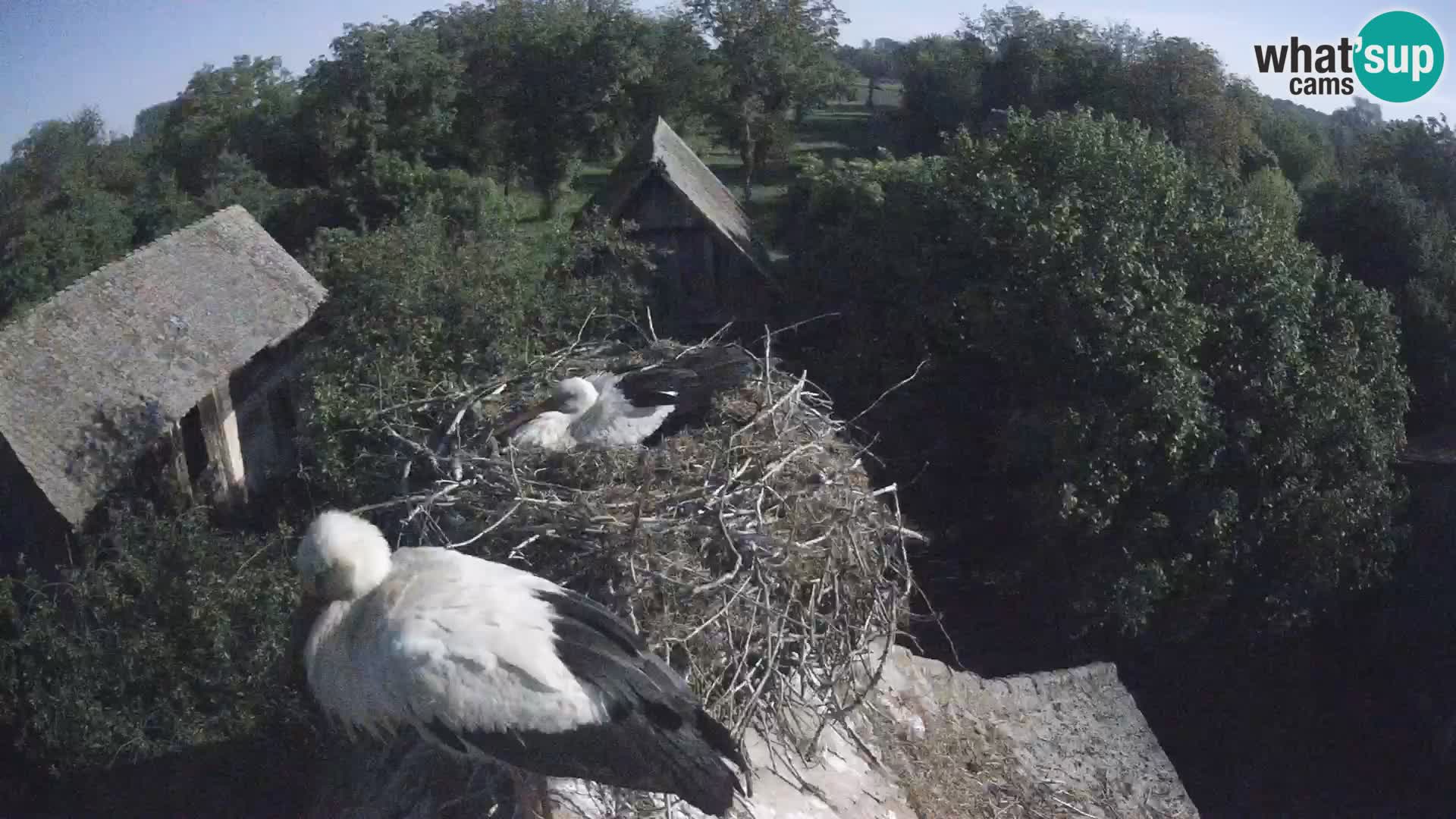 Live webcam European stork village – Lonjsko polje Nature Park