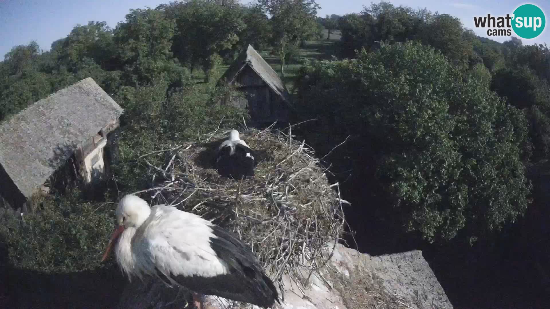 U živo Europsko selo roda – Park prirode Lonjsko polje