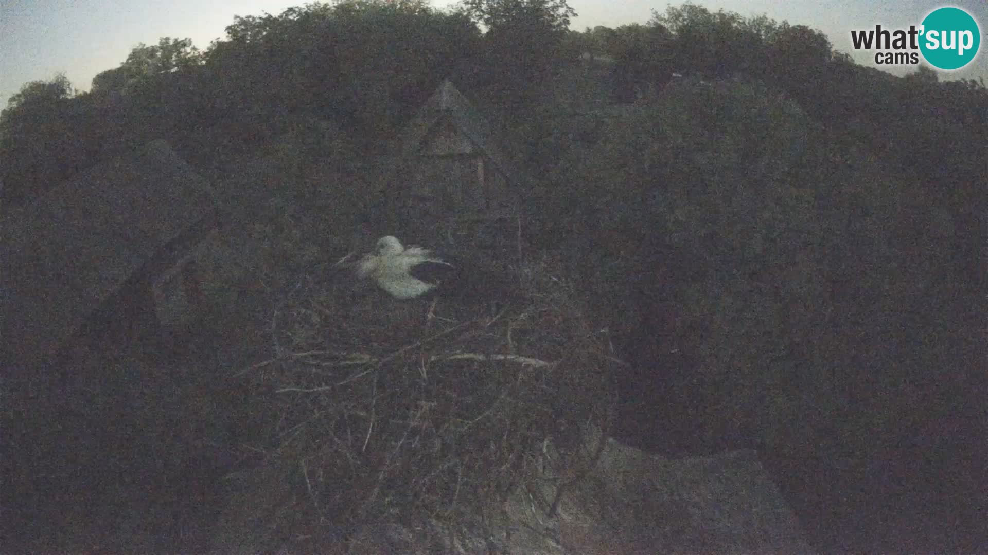 Webcam Europäisches Storchendorf – Naturpark Lonjsko polje