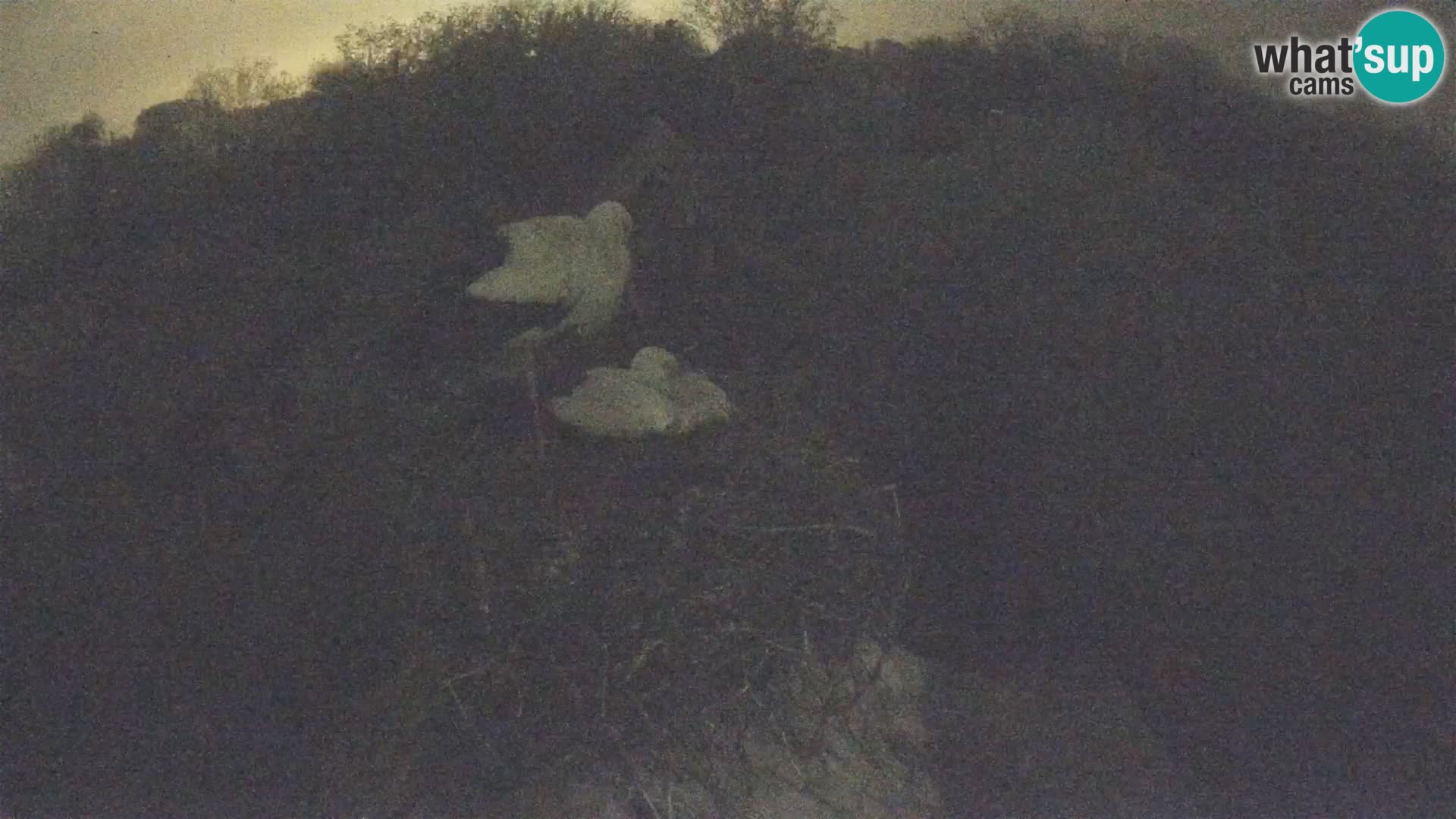 Pueblo europeo de cigüeñas camera en vivo Parque Natural Lonjsko polje