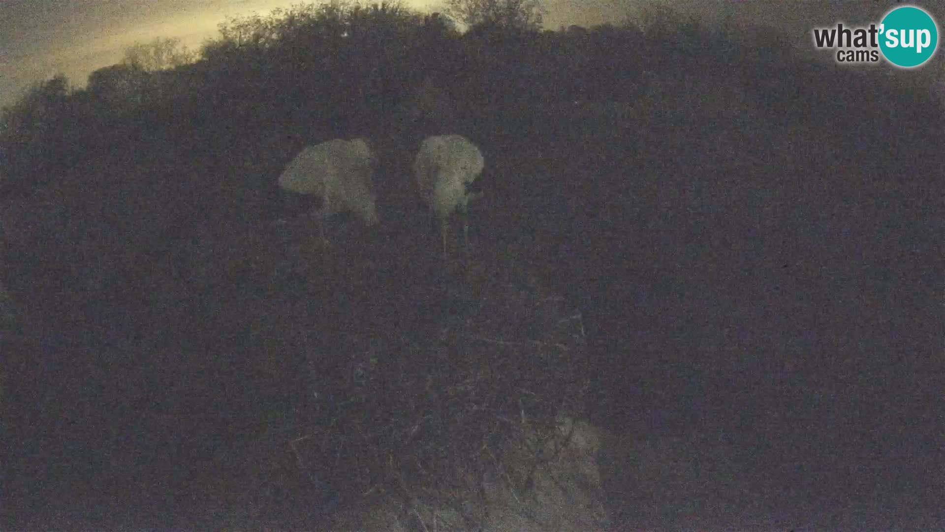 Pueblo europeo de cigüeñas camera en vivo Parque Natural Lonjsko polje