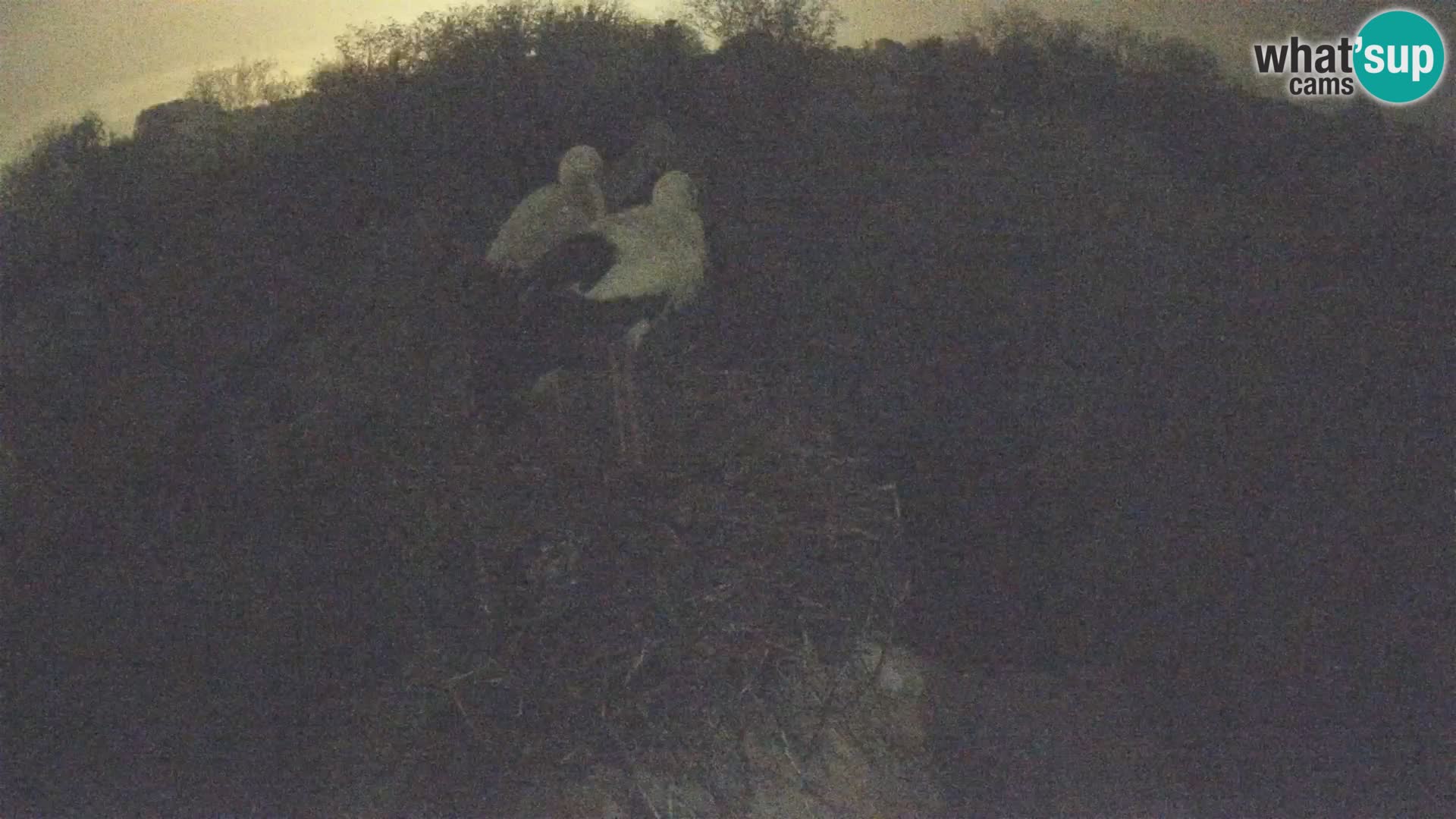 Pueblo europeo de cigüeñas camera en vivo Parque Natural Lonjsko polje