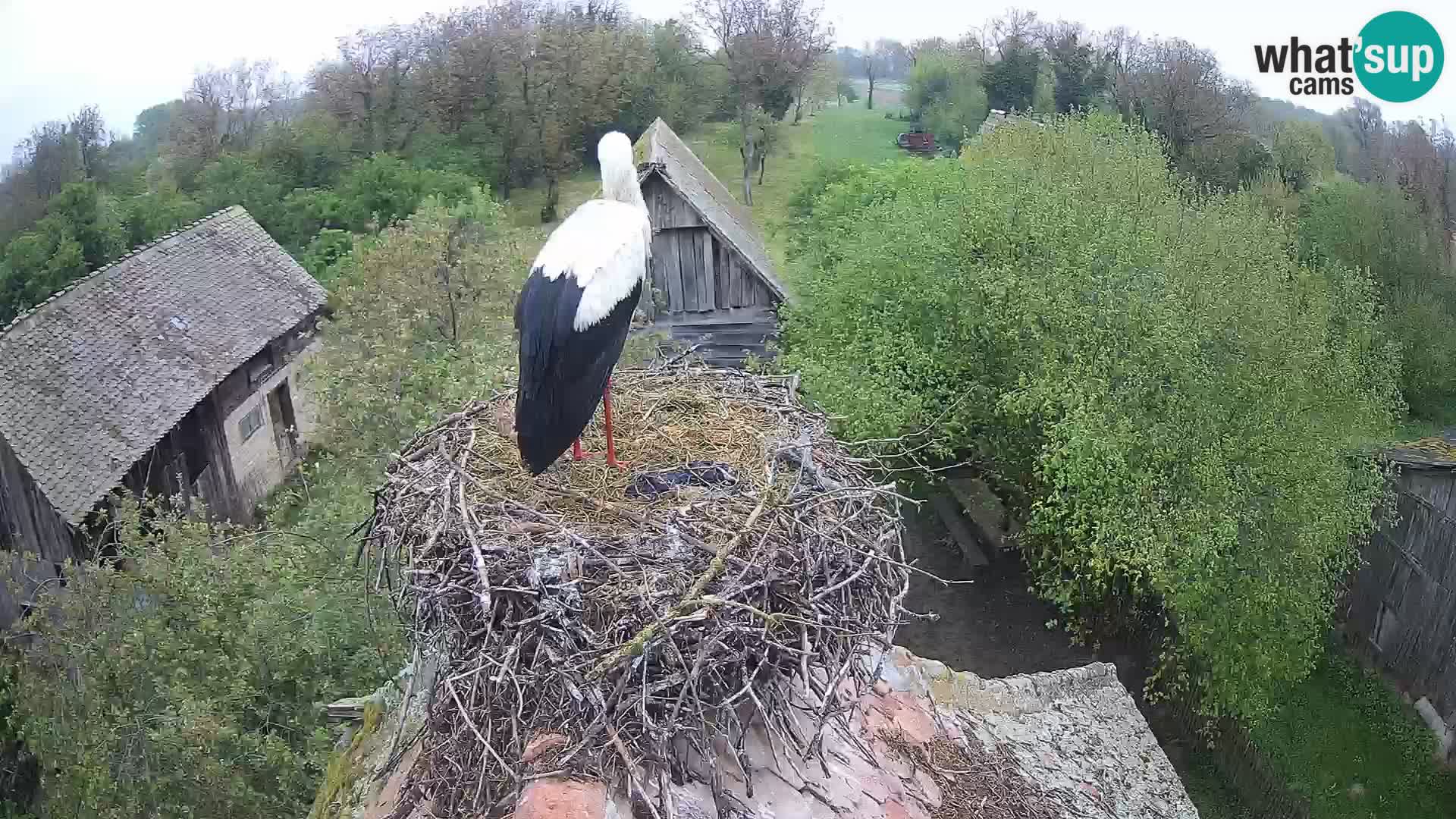 Villaggio delle cicogne europee webcam Parco naturale di Lonjsko polje