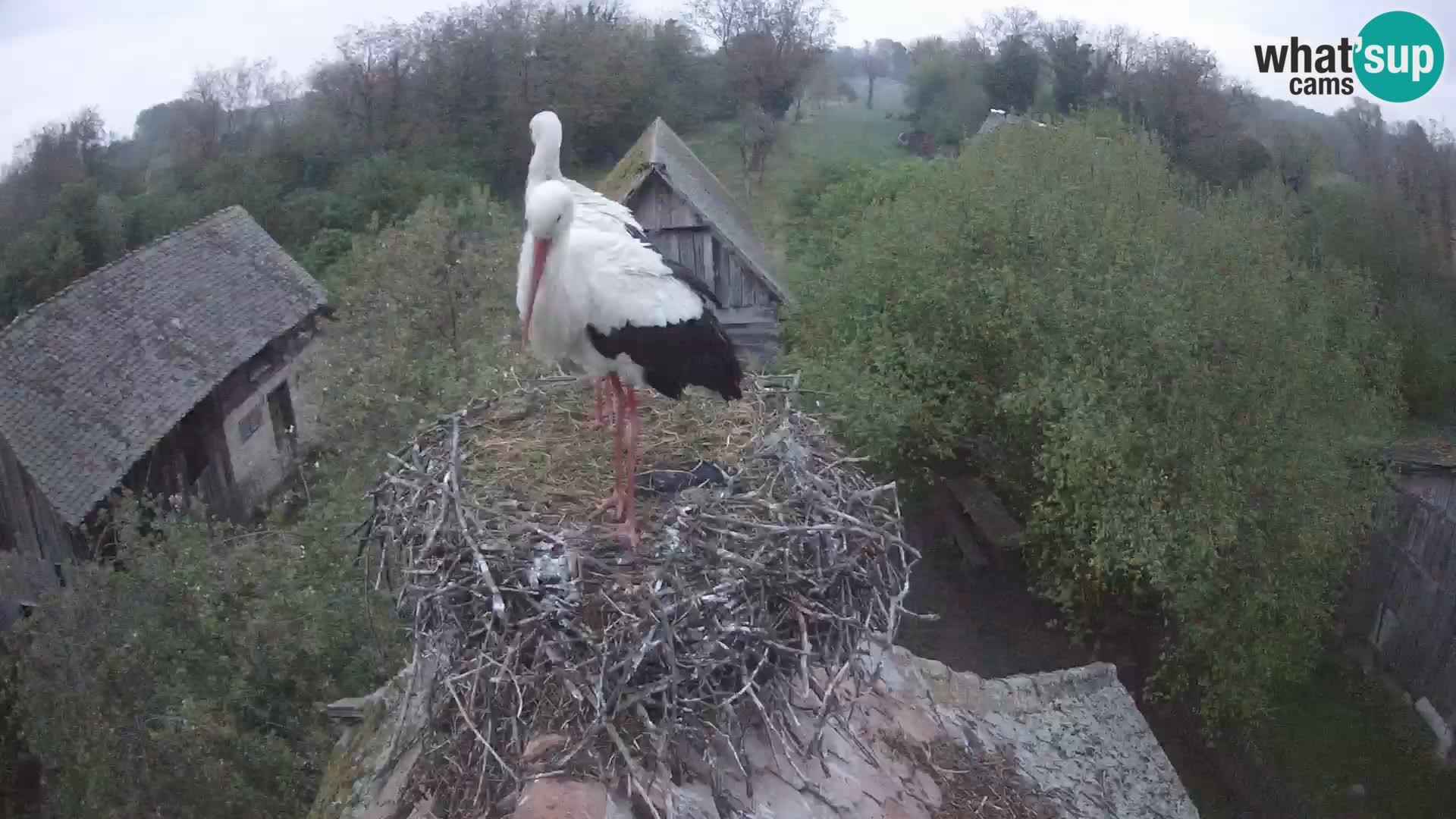 Villaggio delle cicogne europee webcam Parco naturale di Lonjsko polje