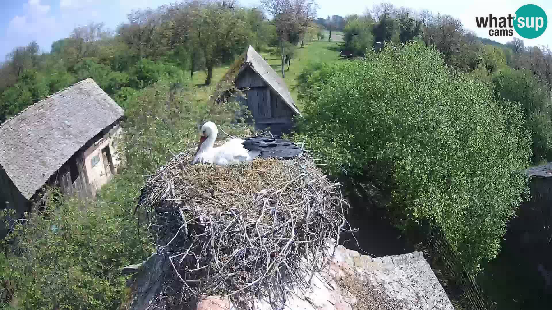 Village européen de cigognes webcam Parc naturel de Lonjsko polje