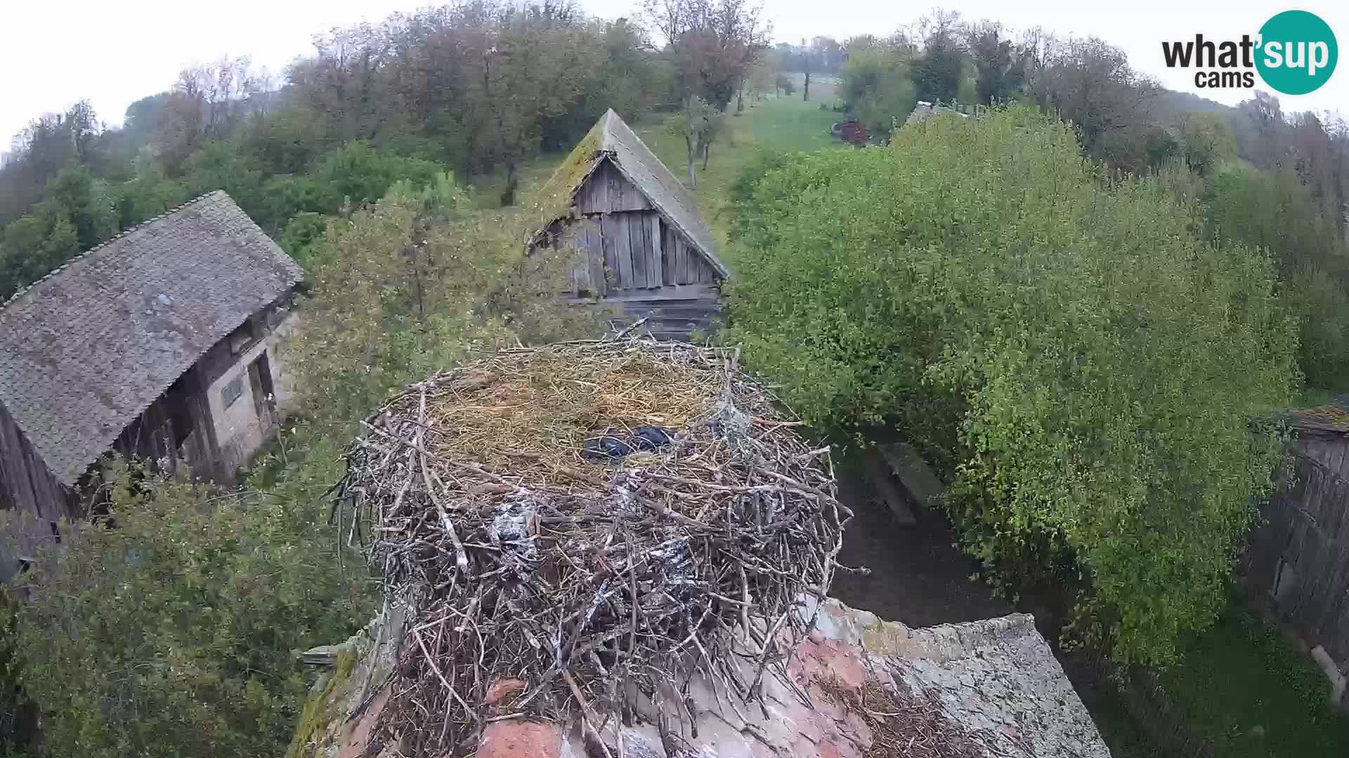 Village européen de cigognes webcam Parc naturel de Lonjsko polje