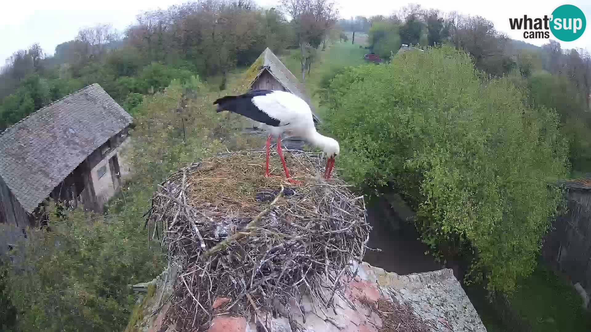 Webcam Europäisches Storchendorf – Naturpark Lonjsko polje