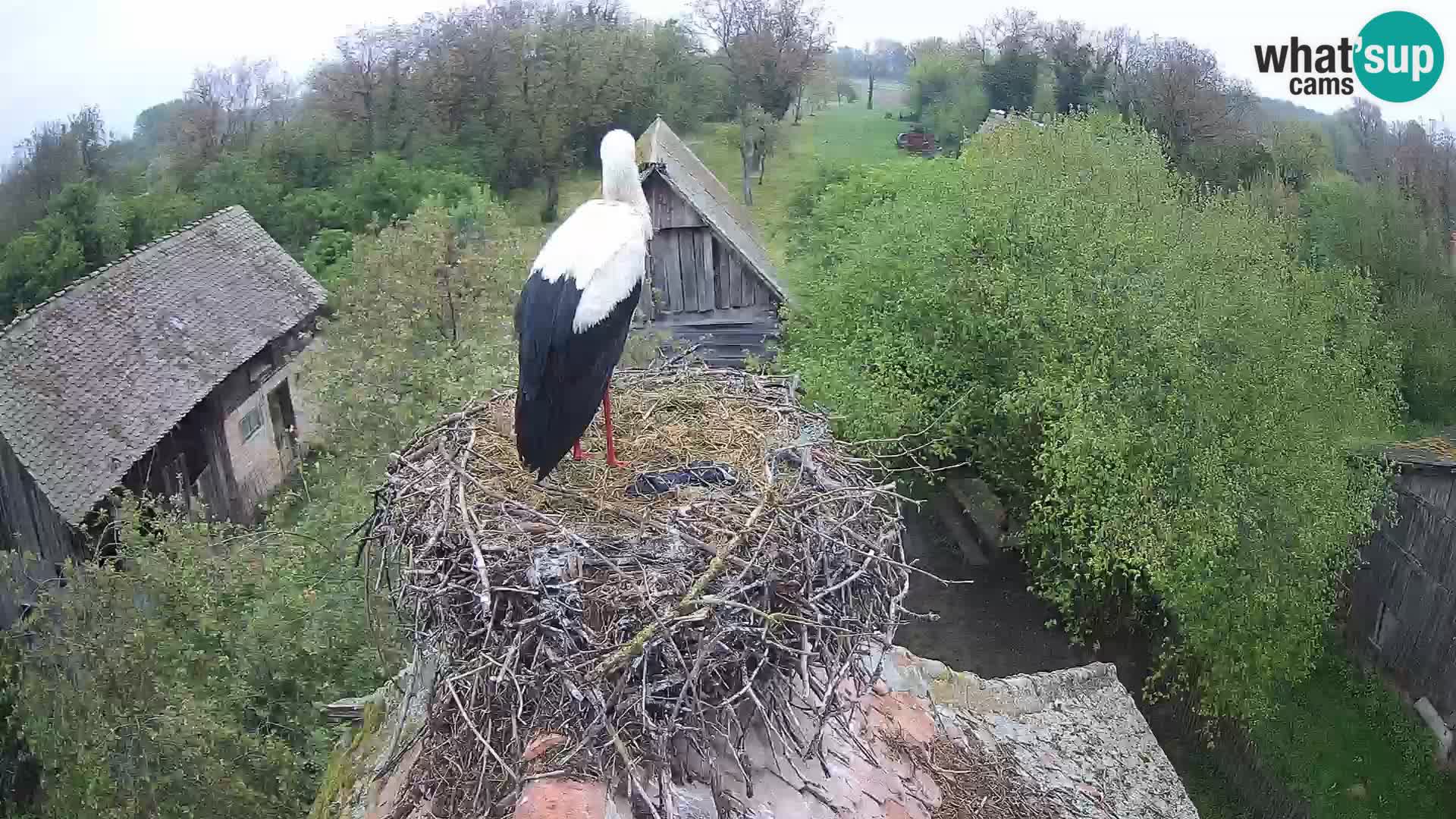 U živo Europsko selo roda – Park prirode Lonjsko polje
