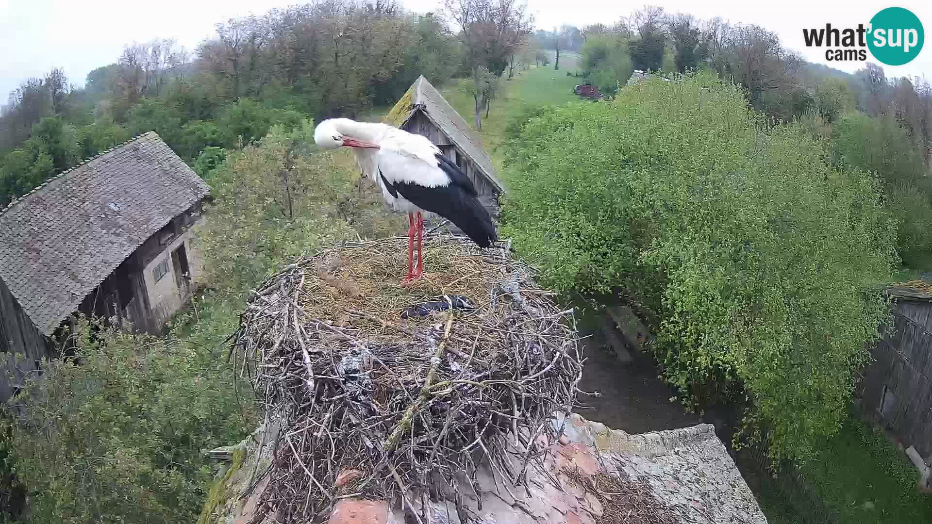 Villaggio delle cicogne europee webcam Parco naturale di Lonjsko polje