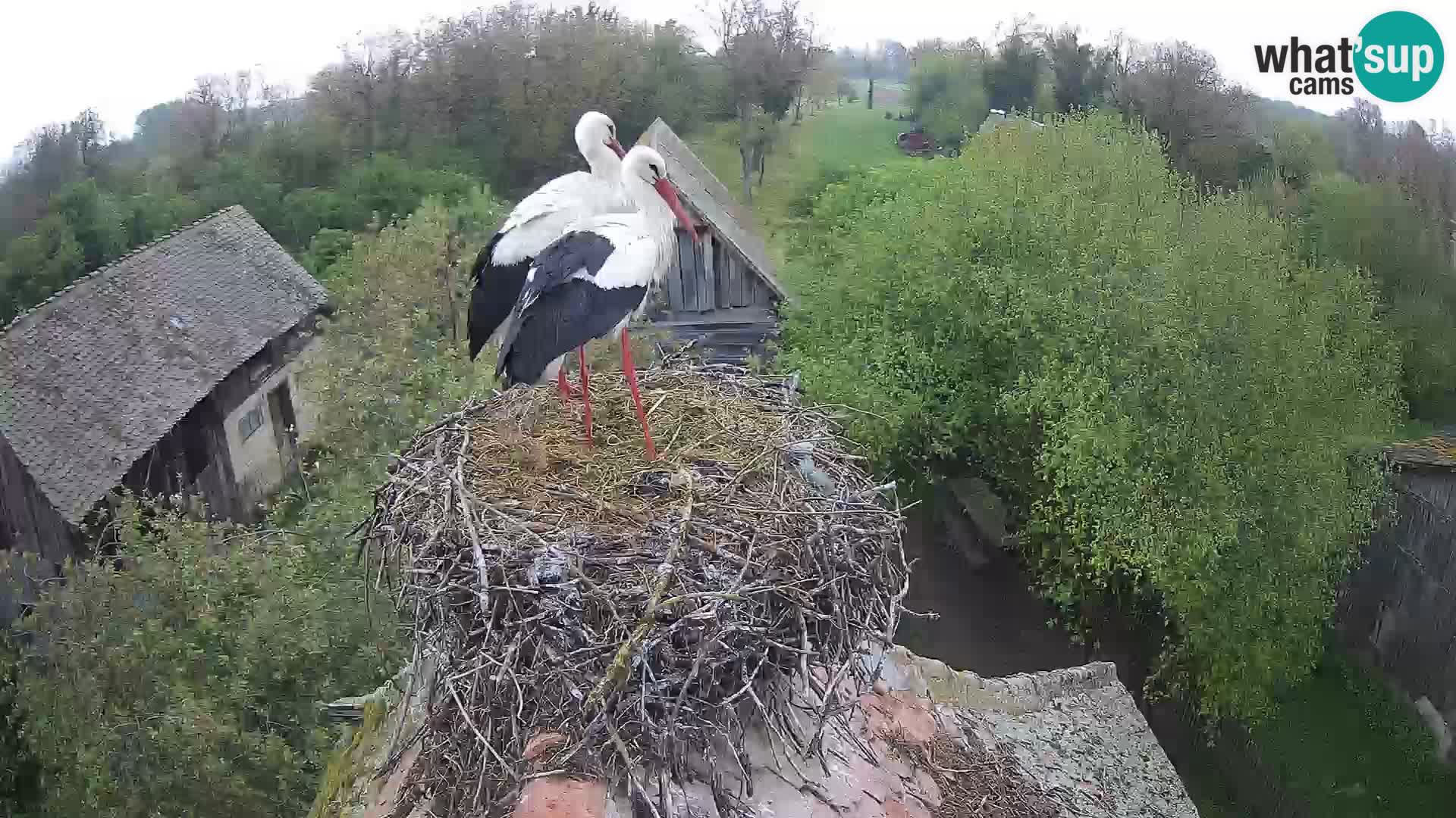 Live webcam European stork village – Lonjsko polje Nature Park