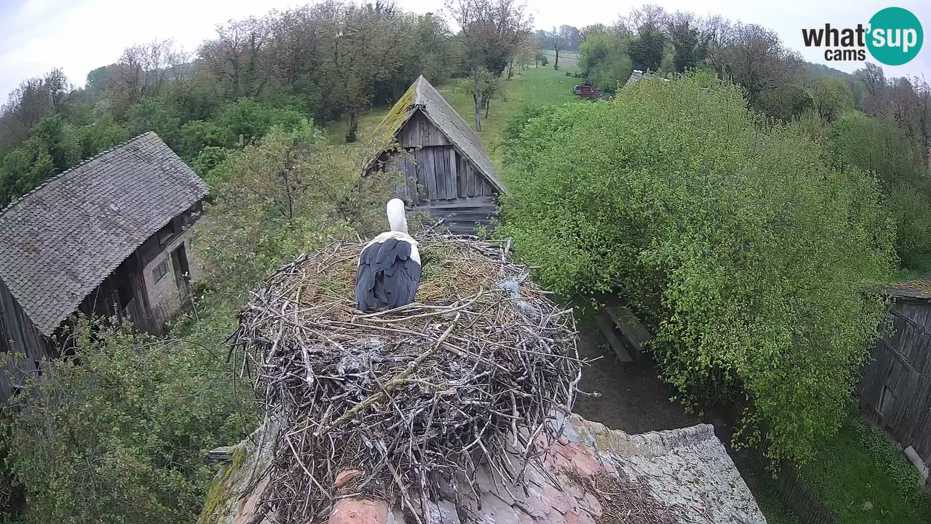 Webcam Europäisches Storchendorf – Naturpark Lonjsko polje