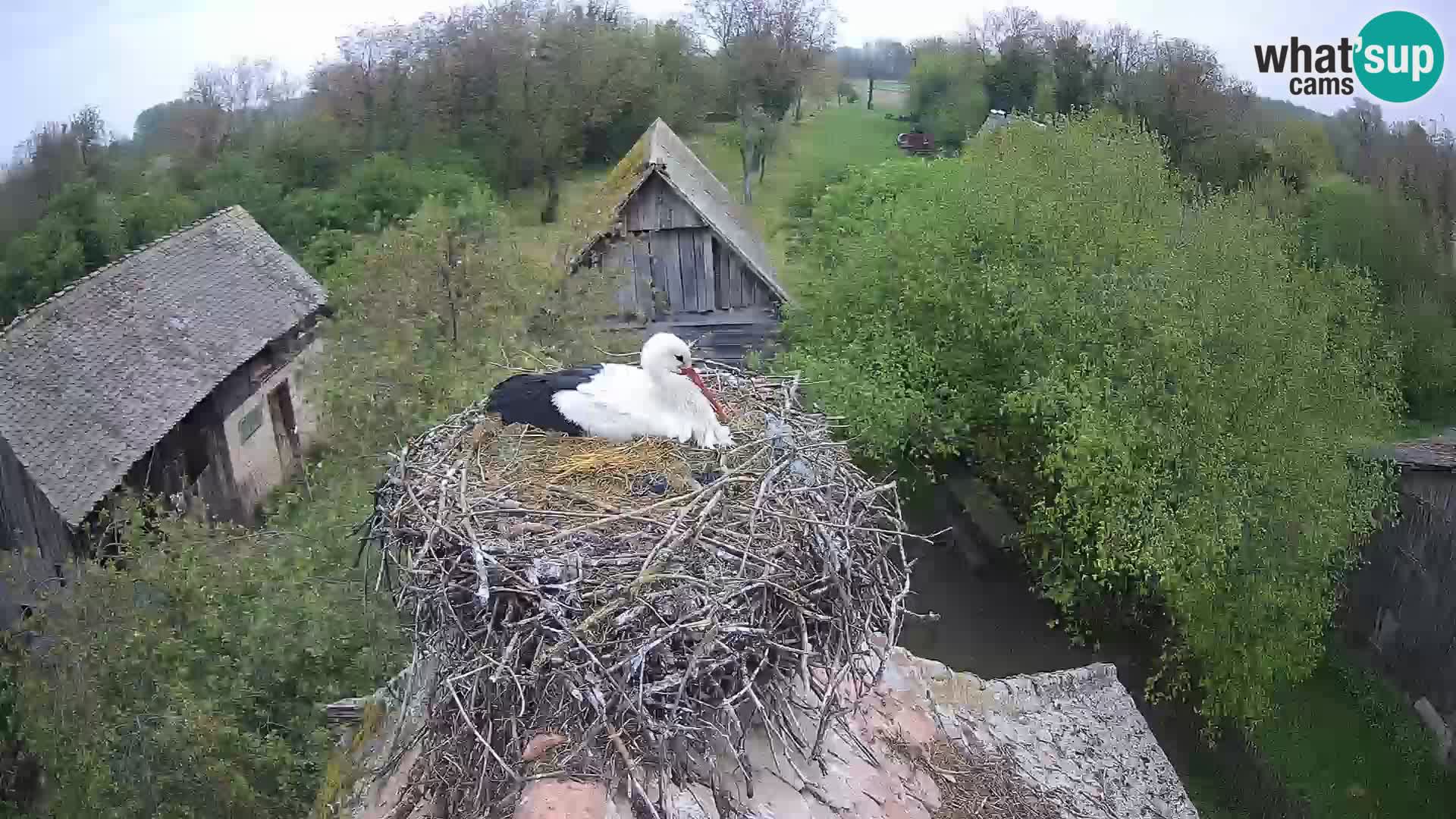 Village européen de cigognes webcam Parc naturel de Lonjsko polje