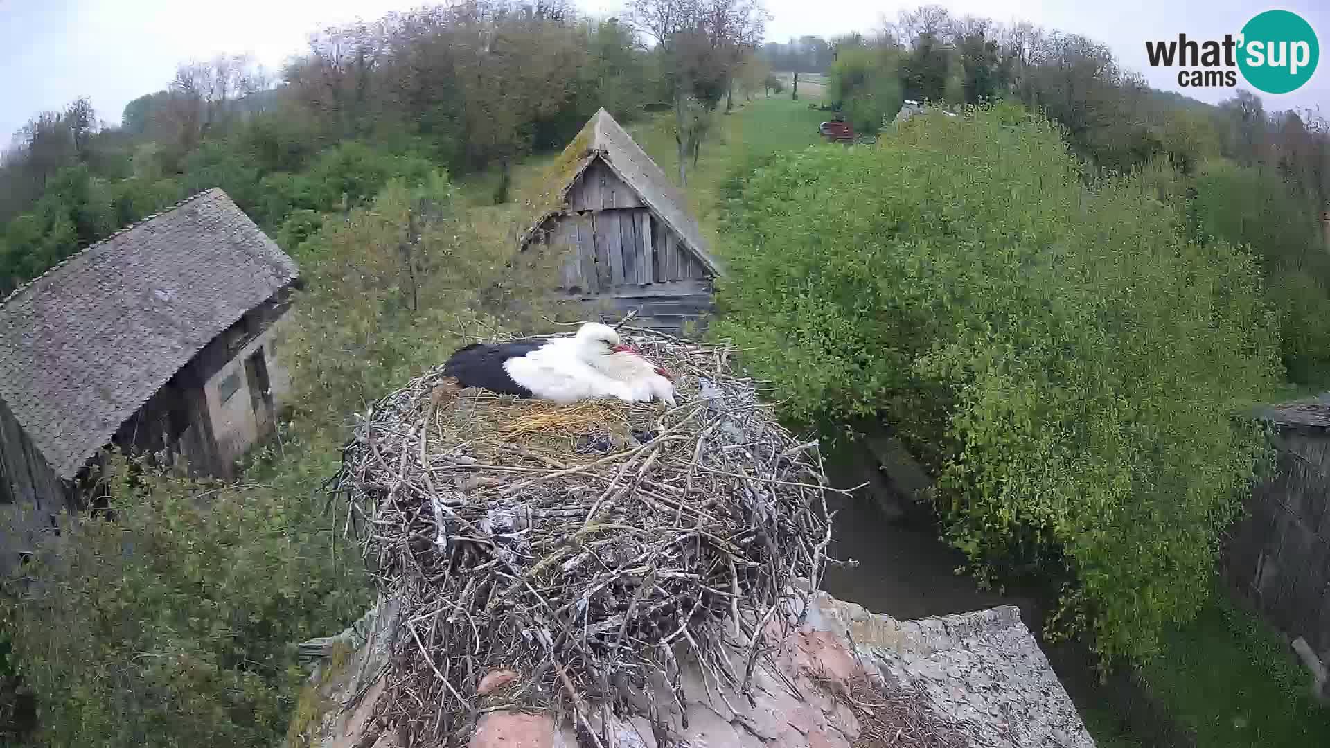 U živo Europsko selo roda – Park prirode Lonjsko polje
