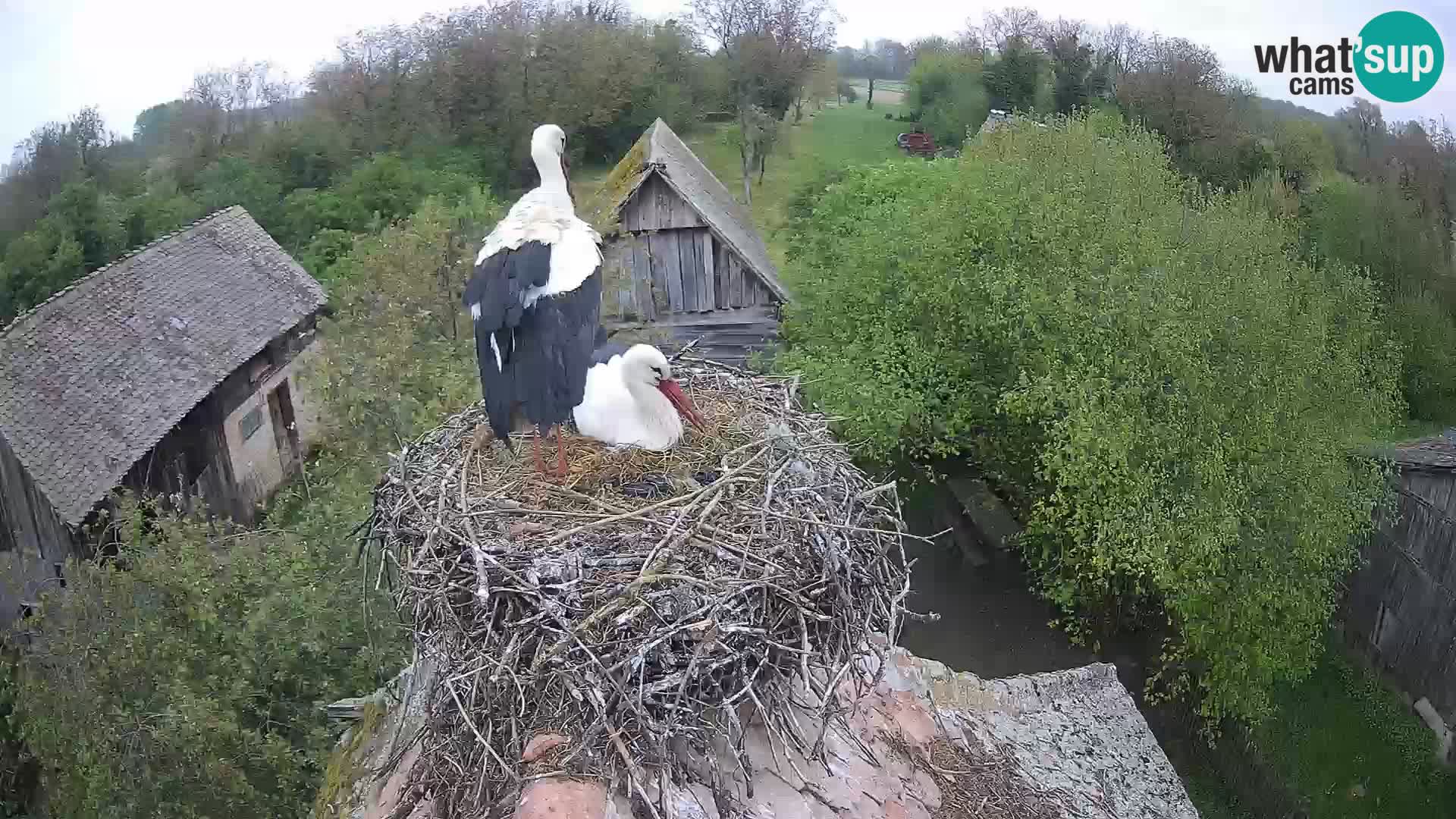 U živo Europsko selo roda – Park prirode Lonjsko polje