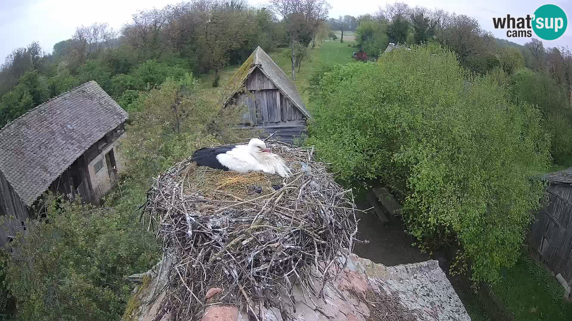 U živo Europsko selo roda – Park prirode Lonjsko polje
