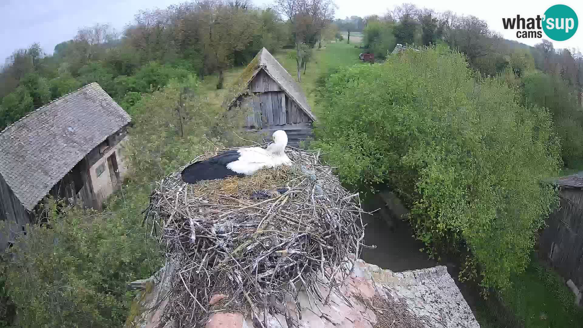 Pueblo europeo de cigüeñas camera en vivo Parque Natural Lonjsko polje