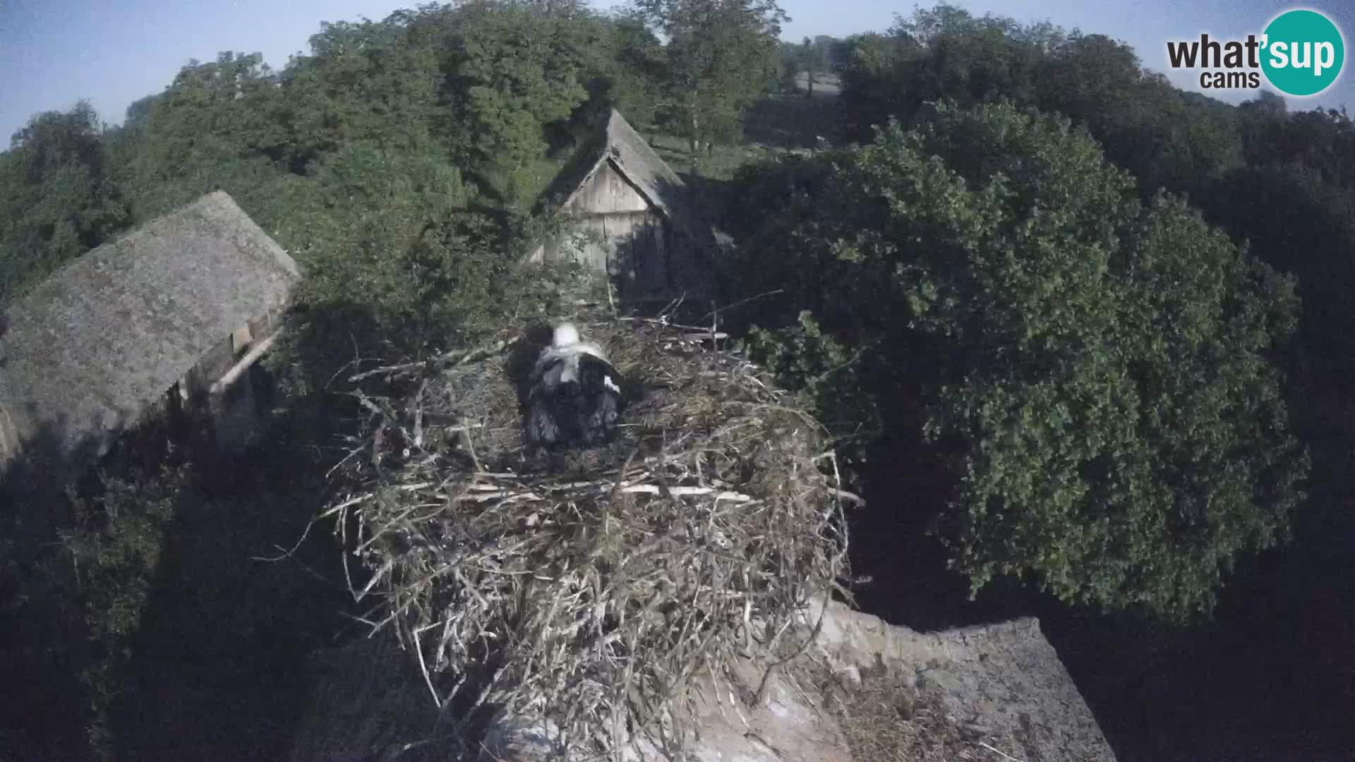Village européen de cigognes webcam Parc naturel de Lonjsko polje