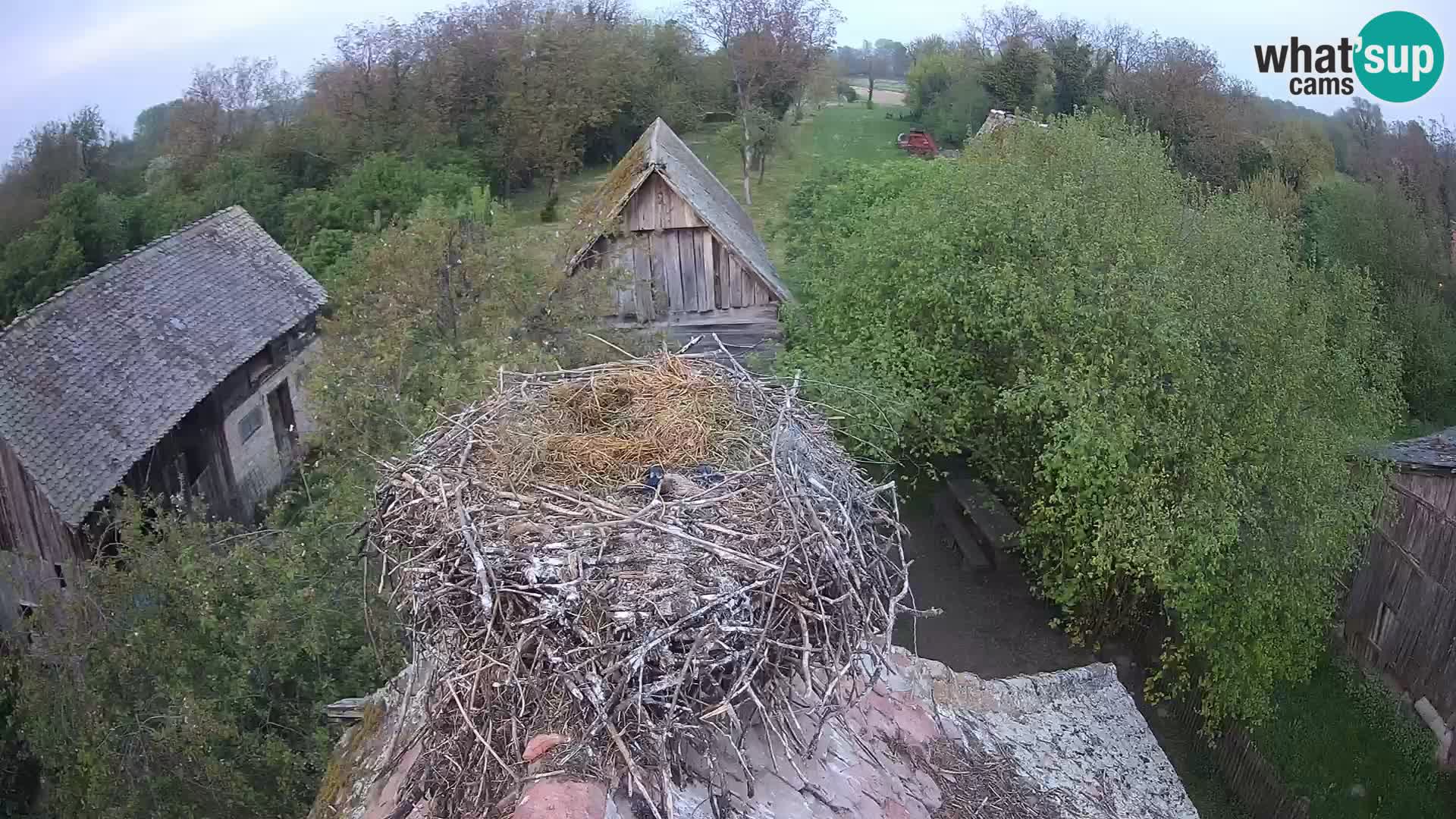 Villaggio delle cicogne europee webcam Parco naturale di Lonjsko polje