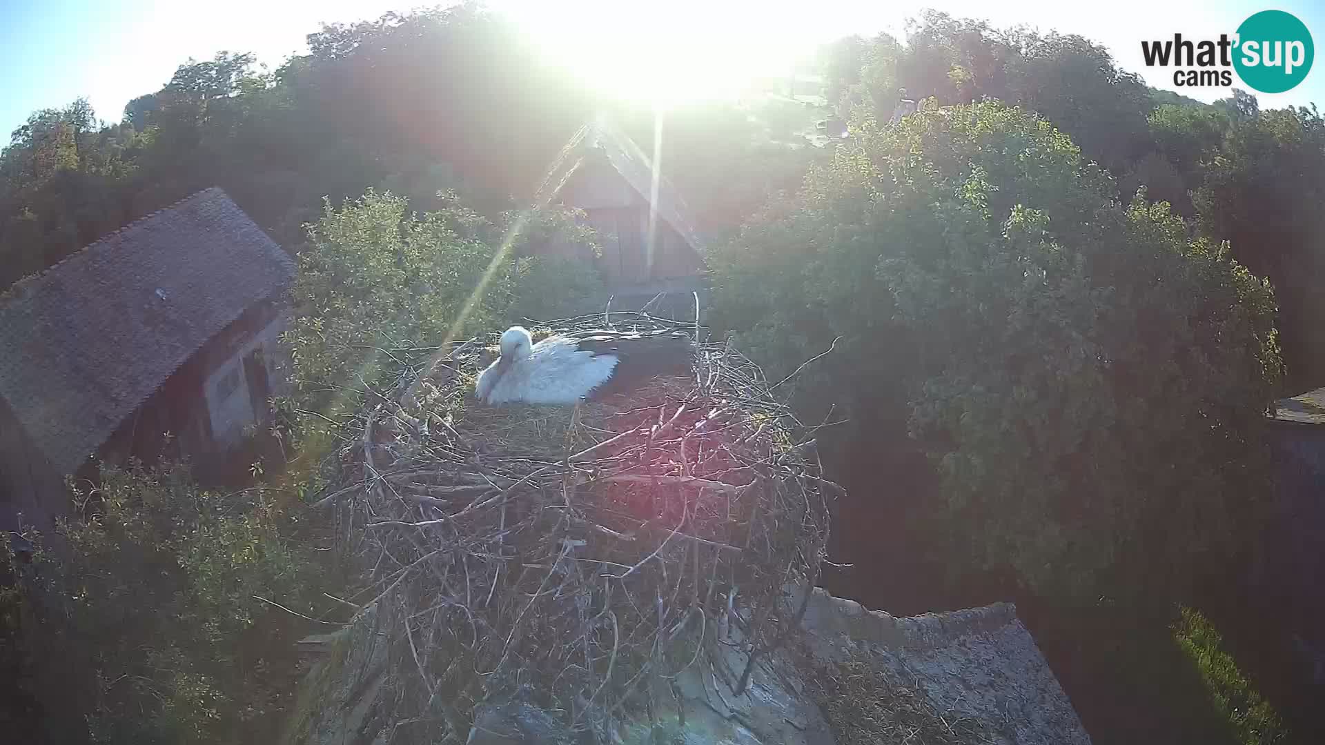 Villaggio delle cicogne europee webcam Parco naturale di Lonjsko polje
