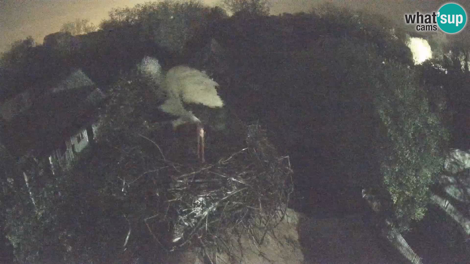 Villaggio delle cicogne europee webcam Parco naturale di Lonjsko polje