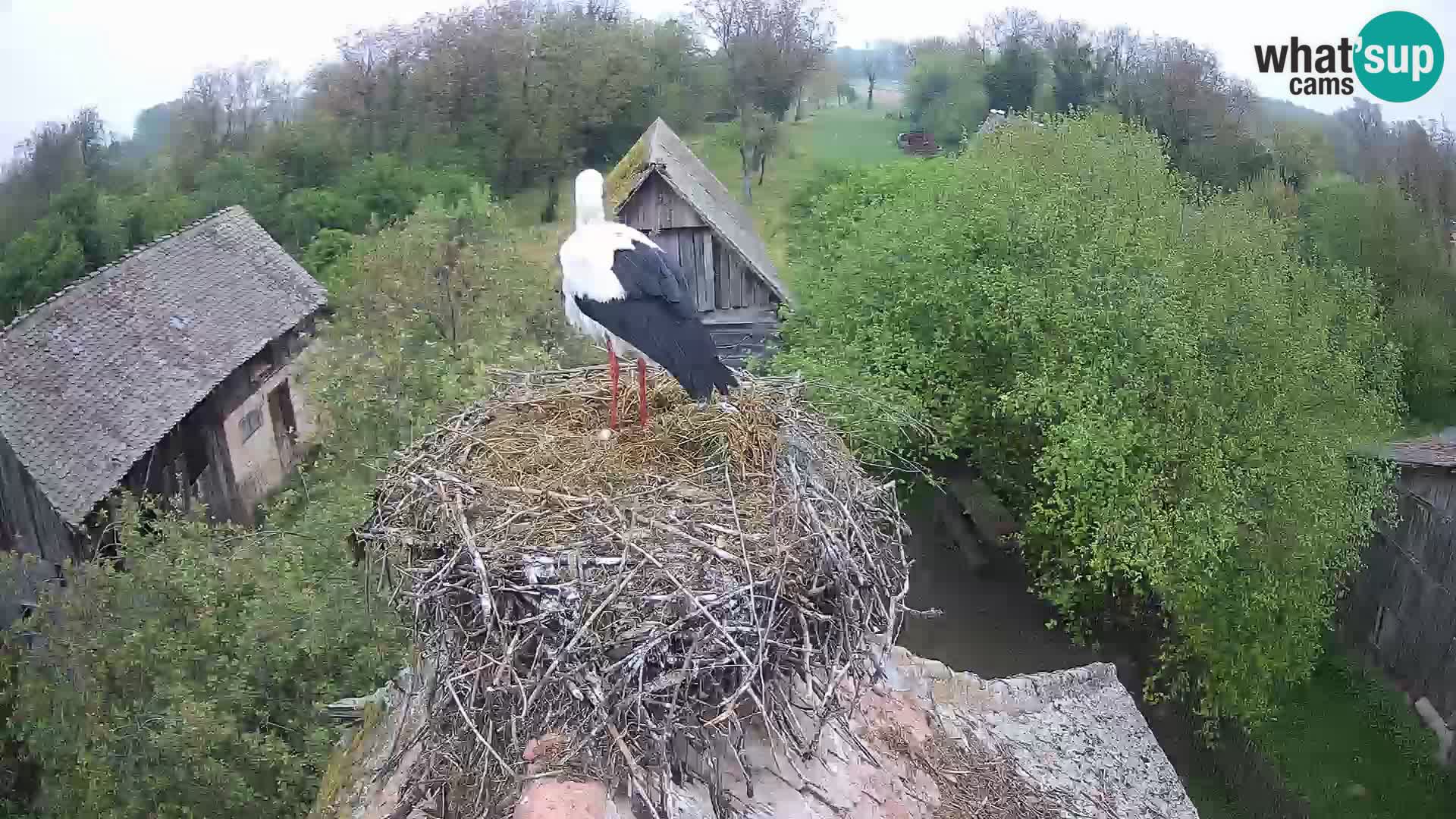 Evropska vas štorklje – Krajinski park Lonjsko polje spletna kamera