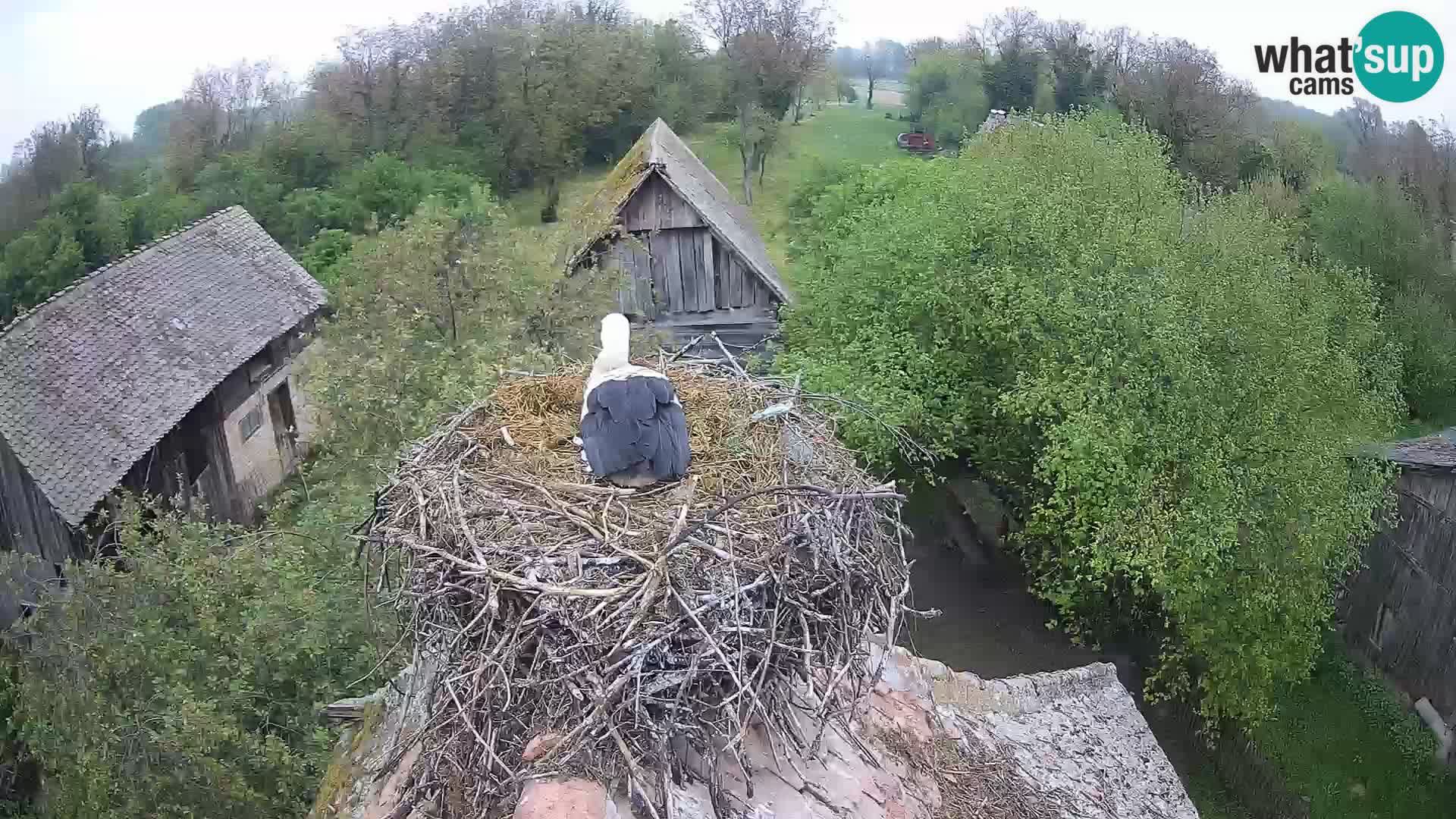 Evropska vas štorklje – Krajinski park Lonjsko polje spletna kamera