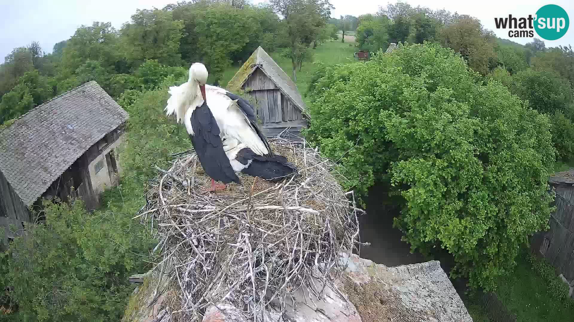 Pueblo europeo de cigüeñas camera en vivo Parque Natural Lonjsko polje