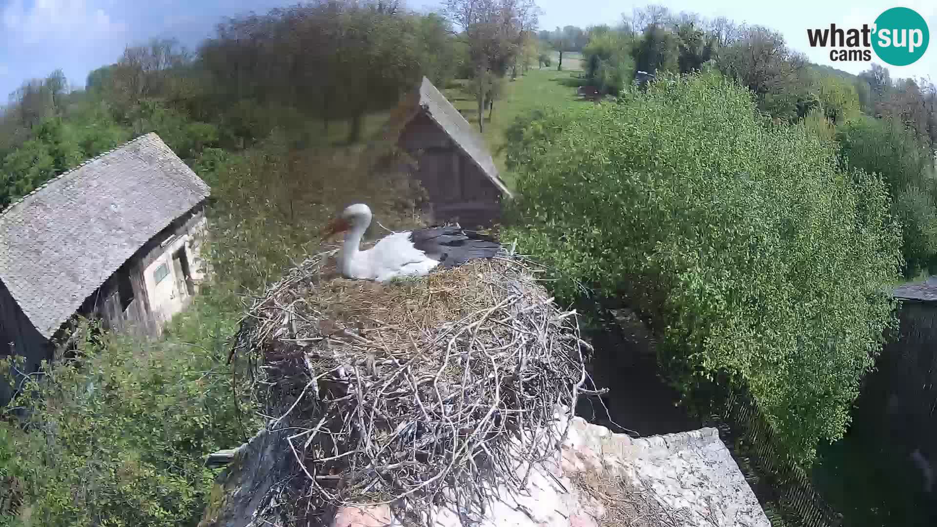 Pueblo europeo de cigüeñas camera en vivo Parque Natural Lonjsko polje