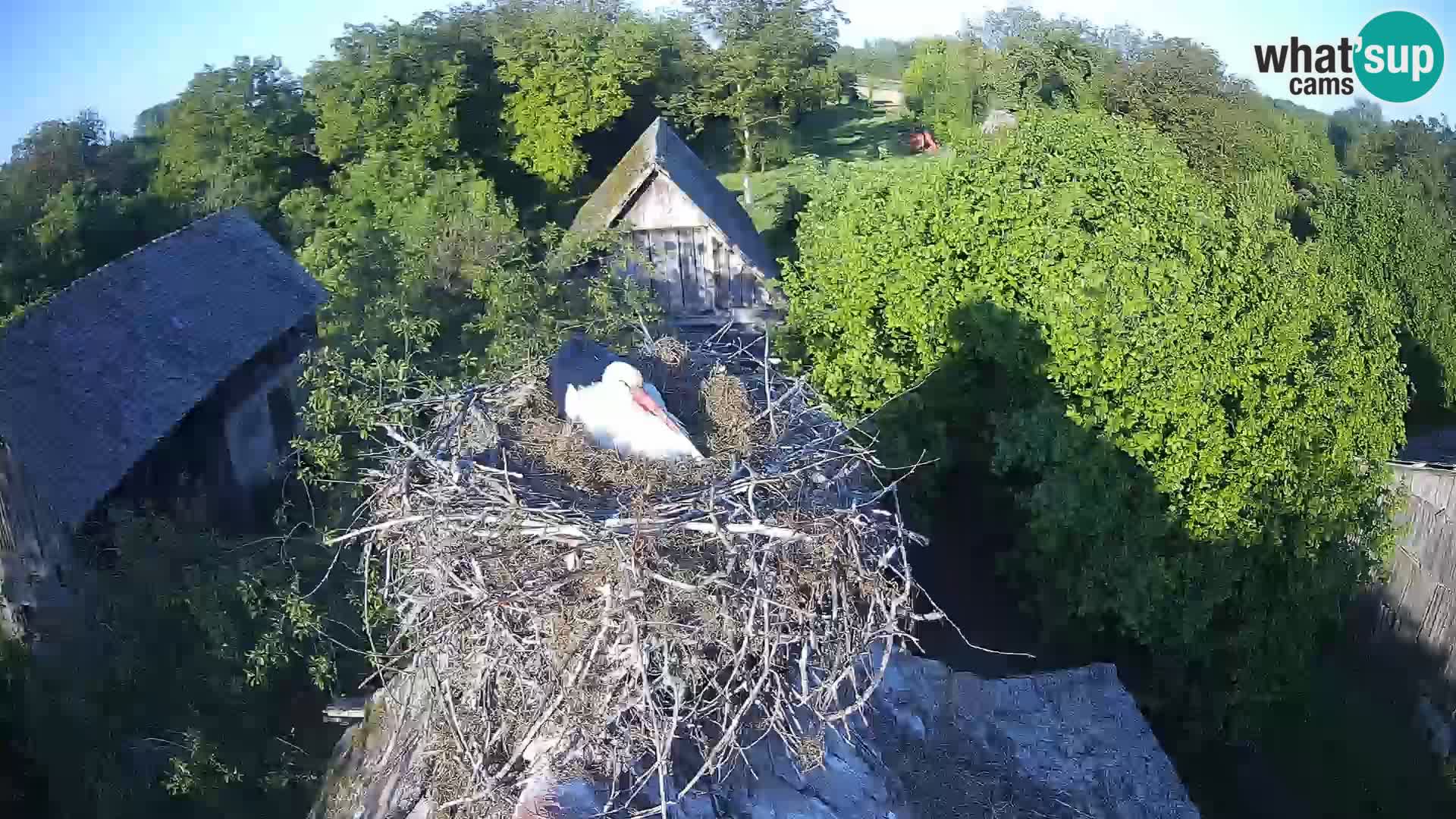 Evropska vas štorklje – Krajinski park Lonjsko polje spletna kamera