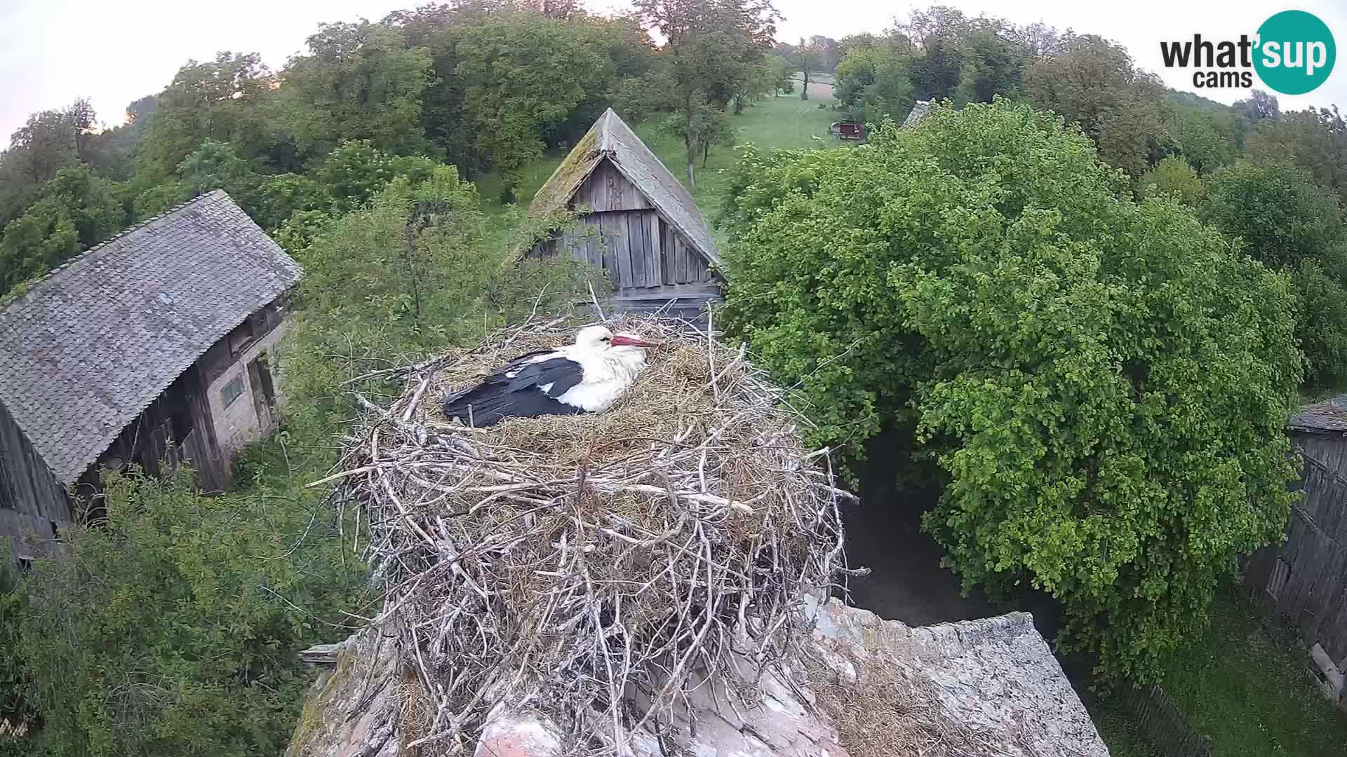 Pueblo europeo de cigüeñas camera en vivo Parque Natural Lonjsko polje