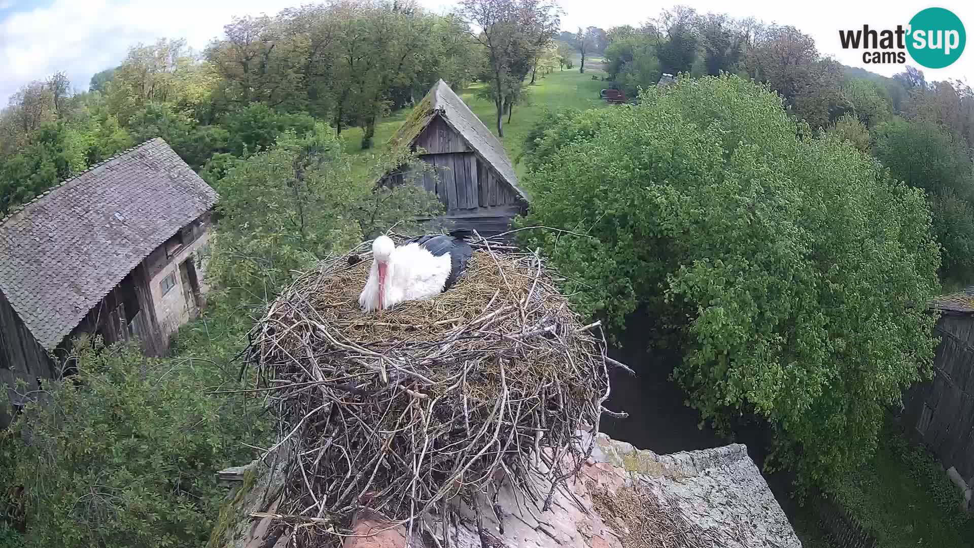 Pueblo europeo de cigüeñas camera en vivo Parque Natural Lonjsko polje