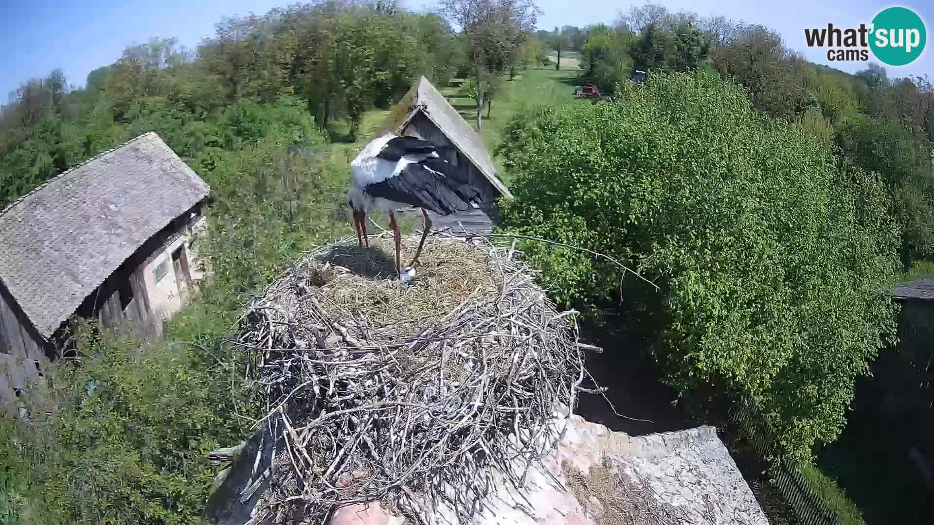 Villaggio delle cicogne europee webcam Parco naturale di Lonjsko polje