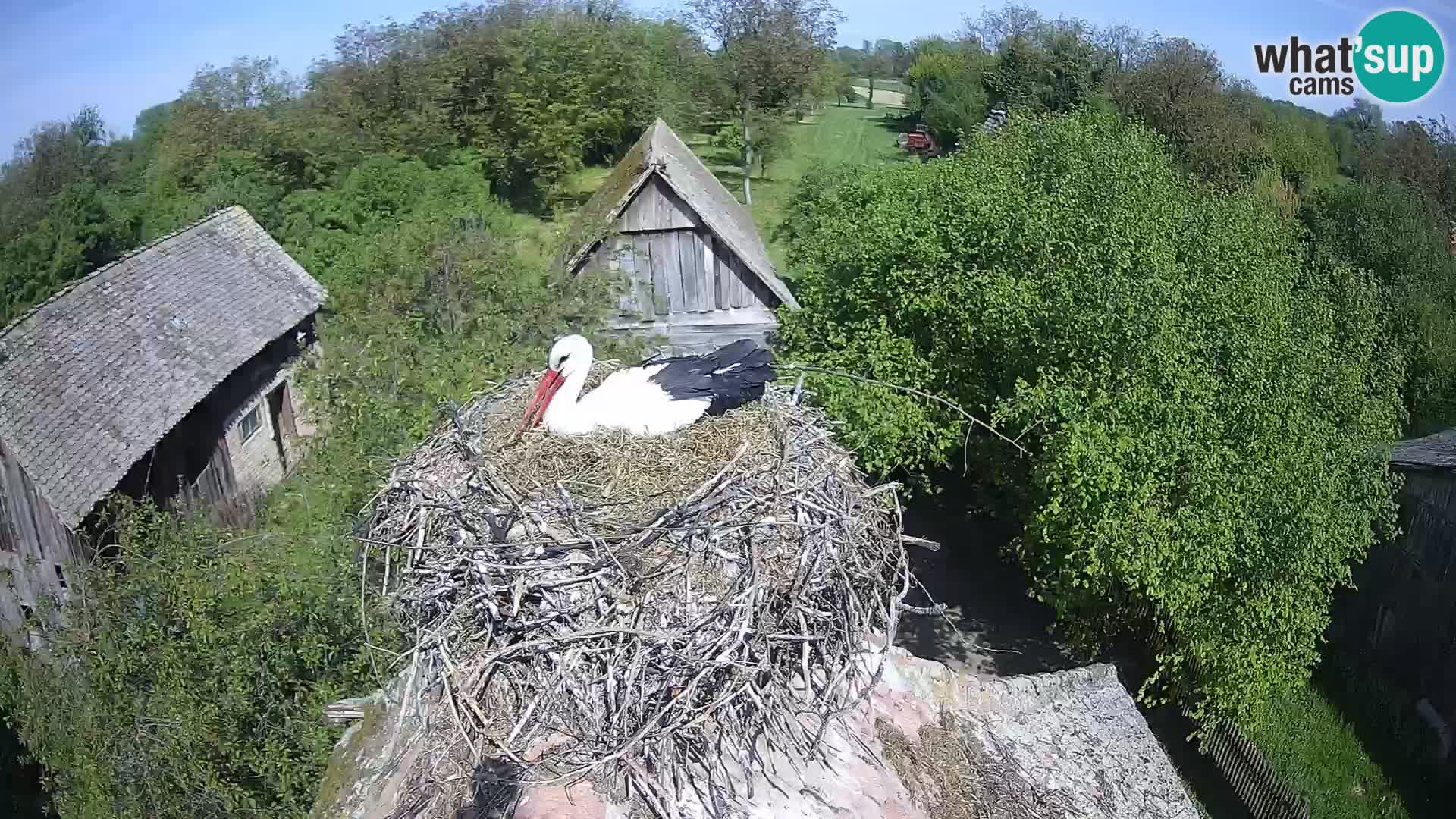 Villaggio delle cicogne europee webcam Parco naturale di Lonjsko polje