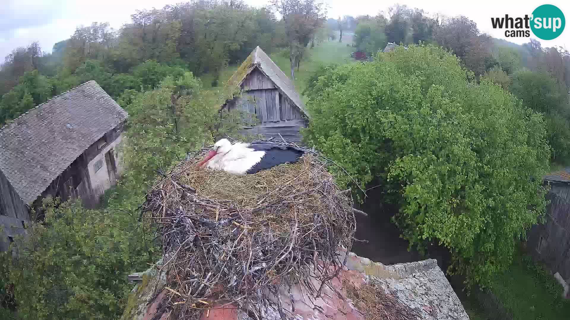 U živo Europsko selo roda – Park prirode Lonjsko polje
