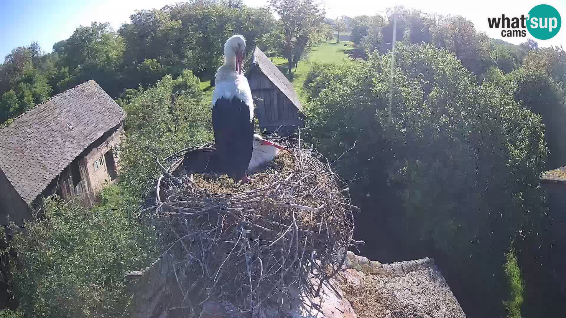 Village européen de cigognes webcam Parc naturel de Lonjsko polje