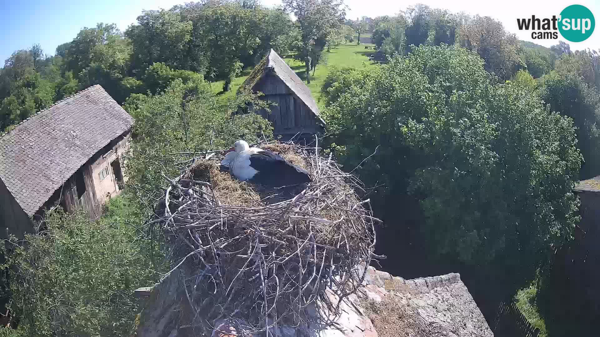 Villaggio delle cicogne europee webcam Parco naturale di Lonjsko polje