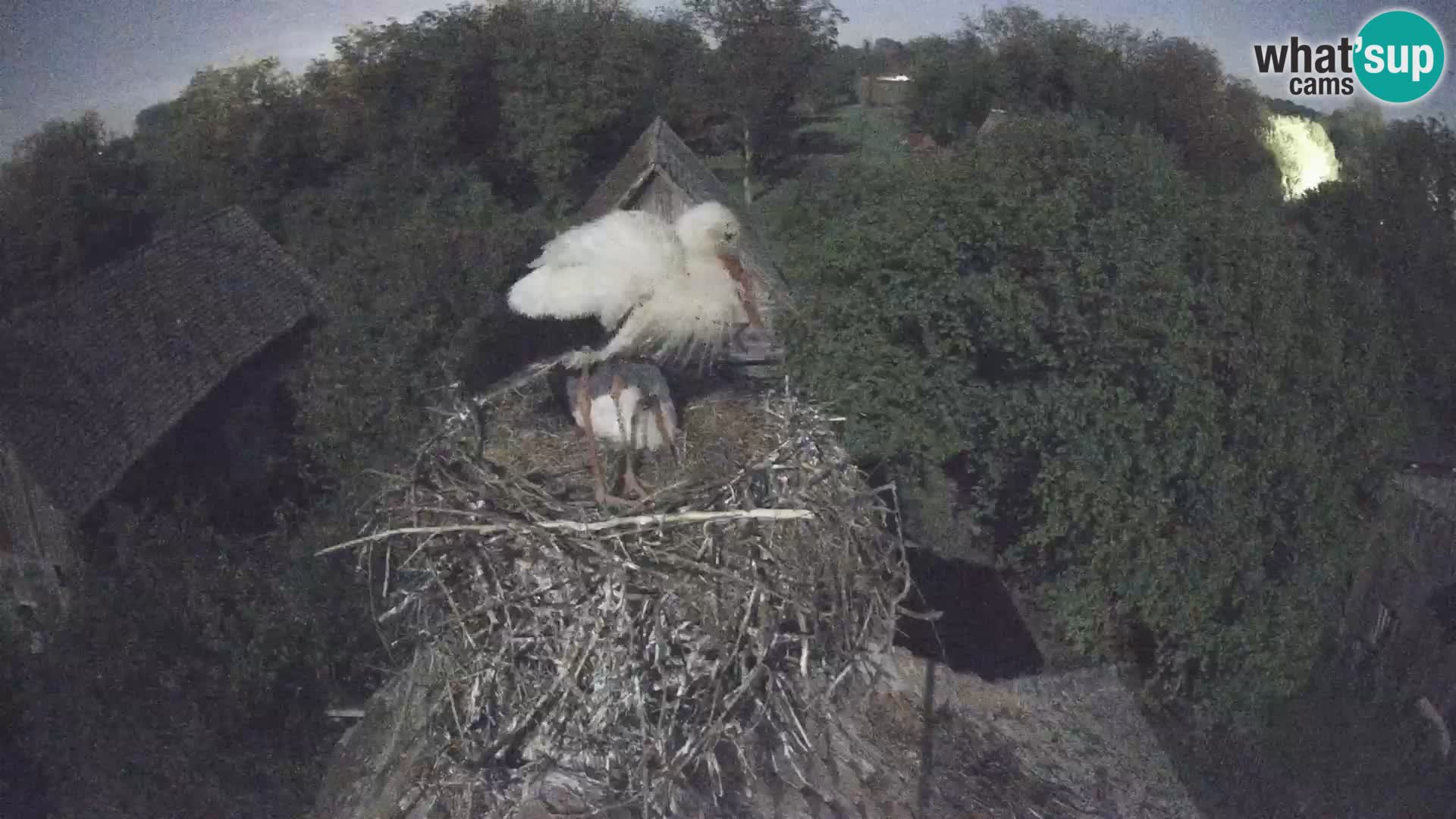 U živo Europsko selo roda – Park prirode Lonjsko polje