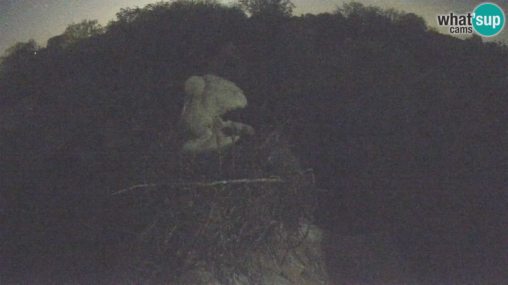 Evropska vas štorklje – Krajinski park Lonjsko polje spletna kamera