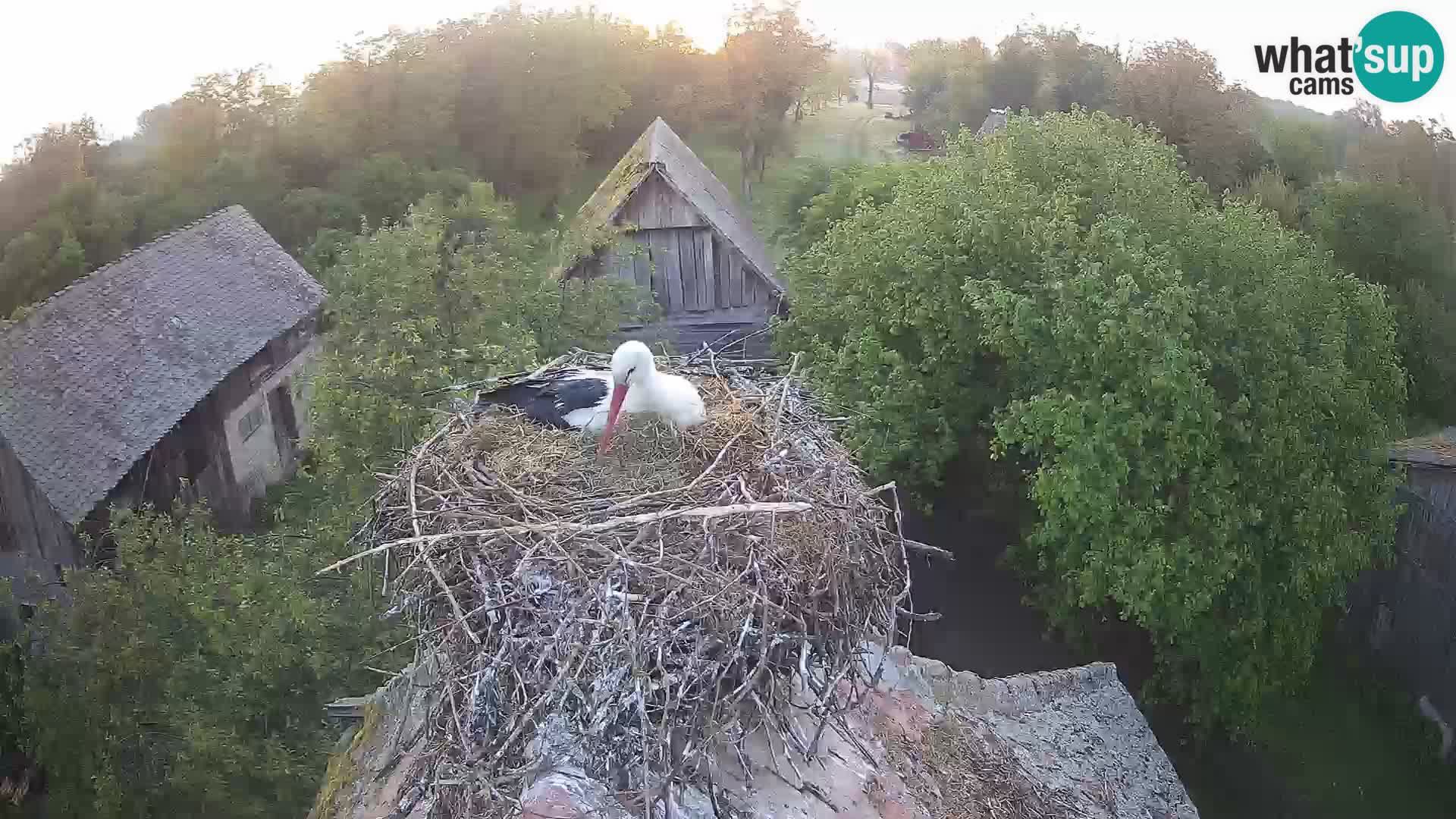 Evropska vas štorklje – Krajinski park Lonjsko polje spletna kamera