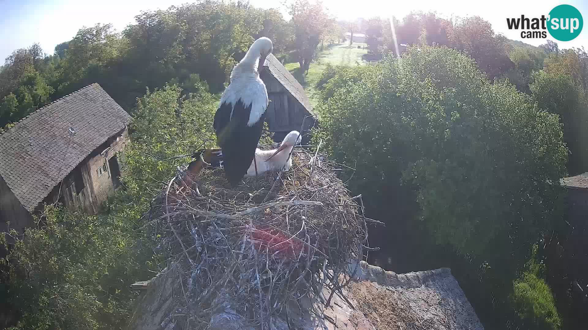 Evropska vas štorklje – Krajinski park Lonjsko polje spletna kamera