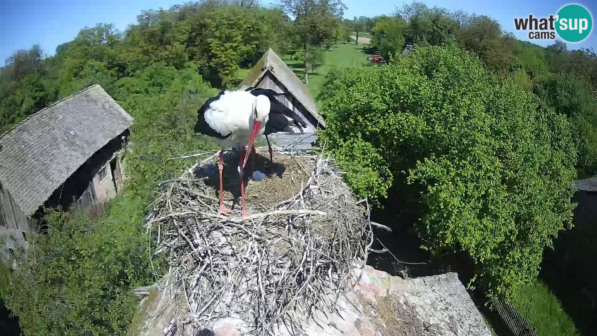U živo Europsko selo roda – Park prirode Lonjsko polje